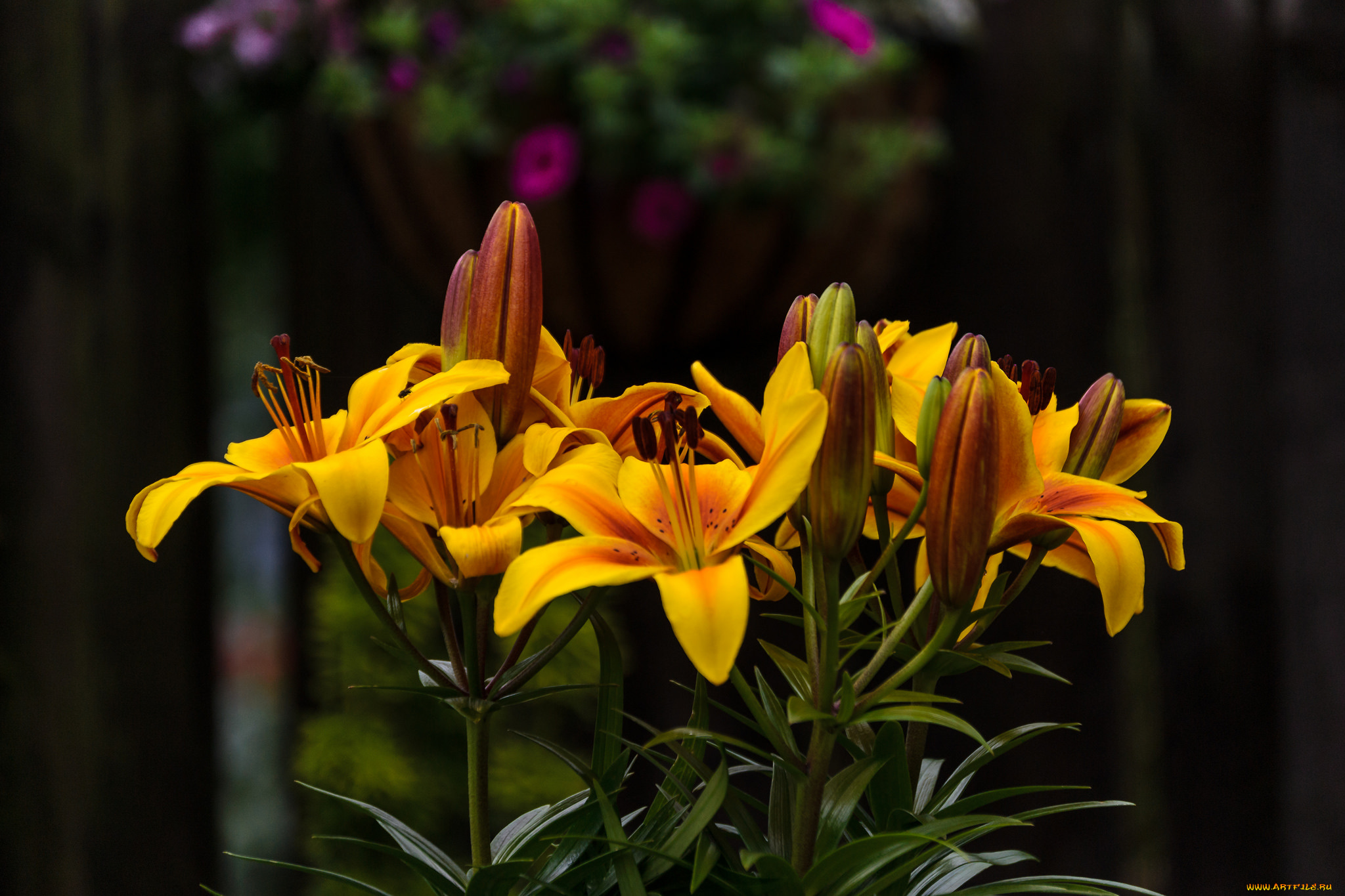 цветы, лилии, , лилейники