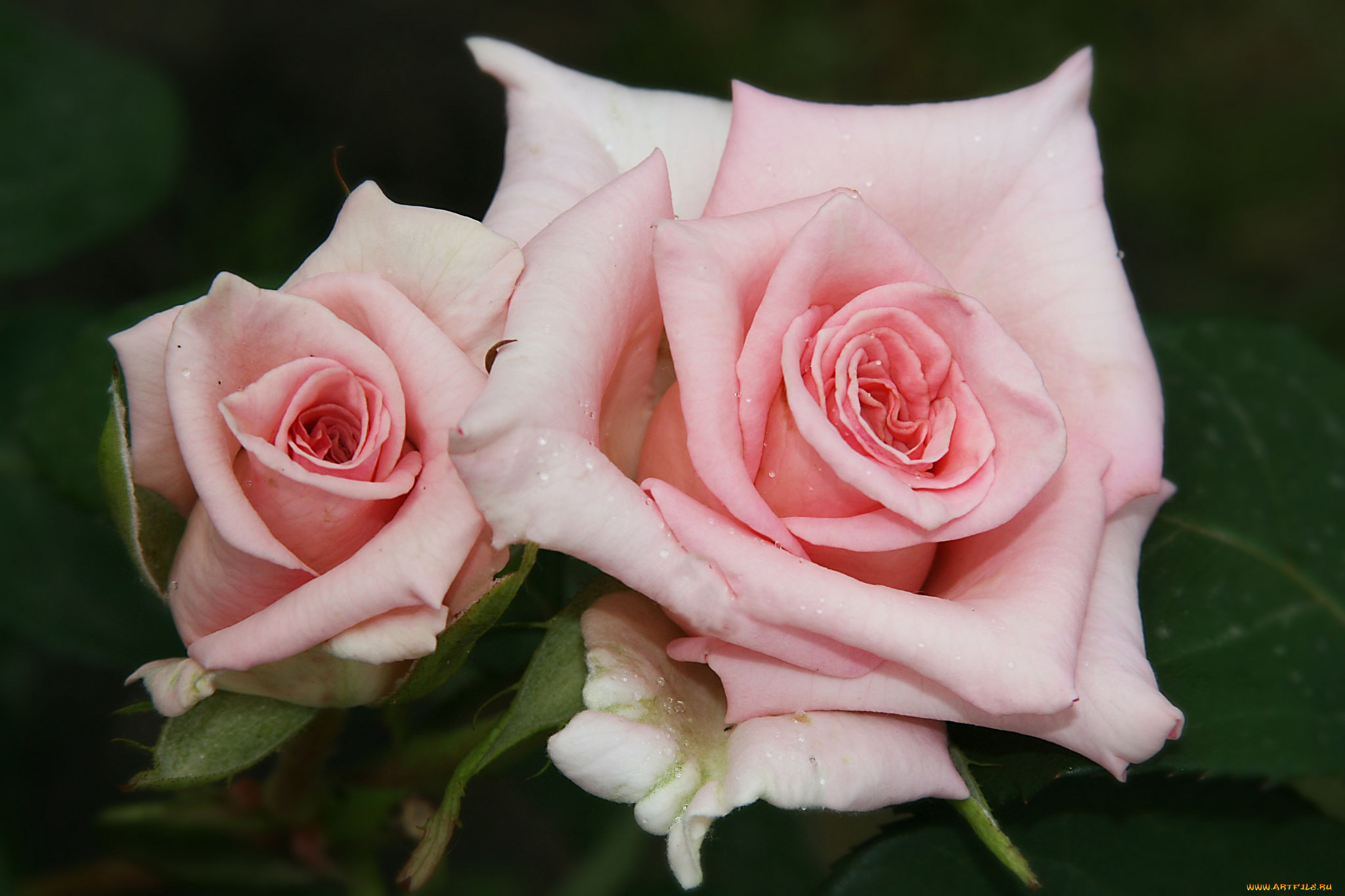 цветы, розы, розовый