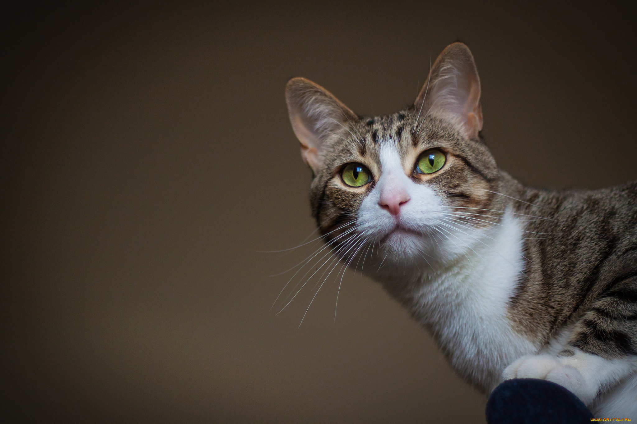 животные, коты, киса