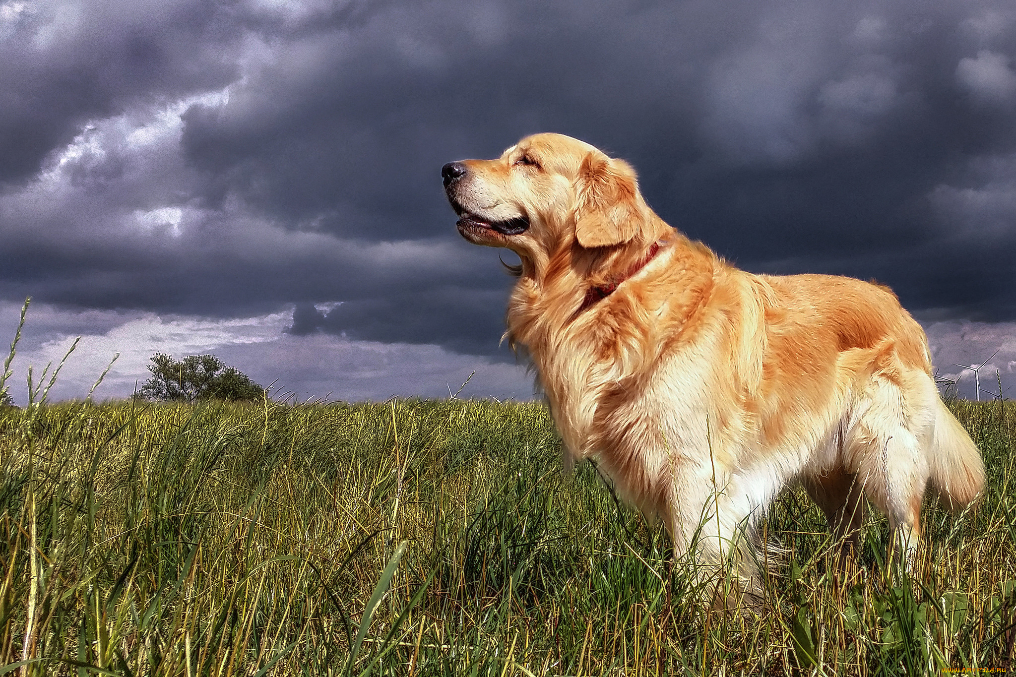 животные, собаки, пес