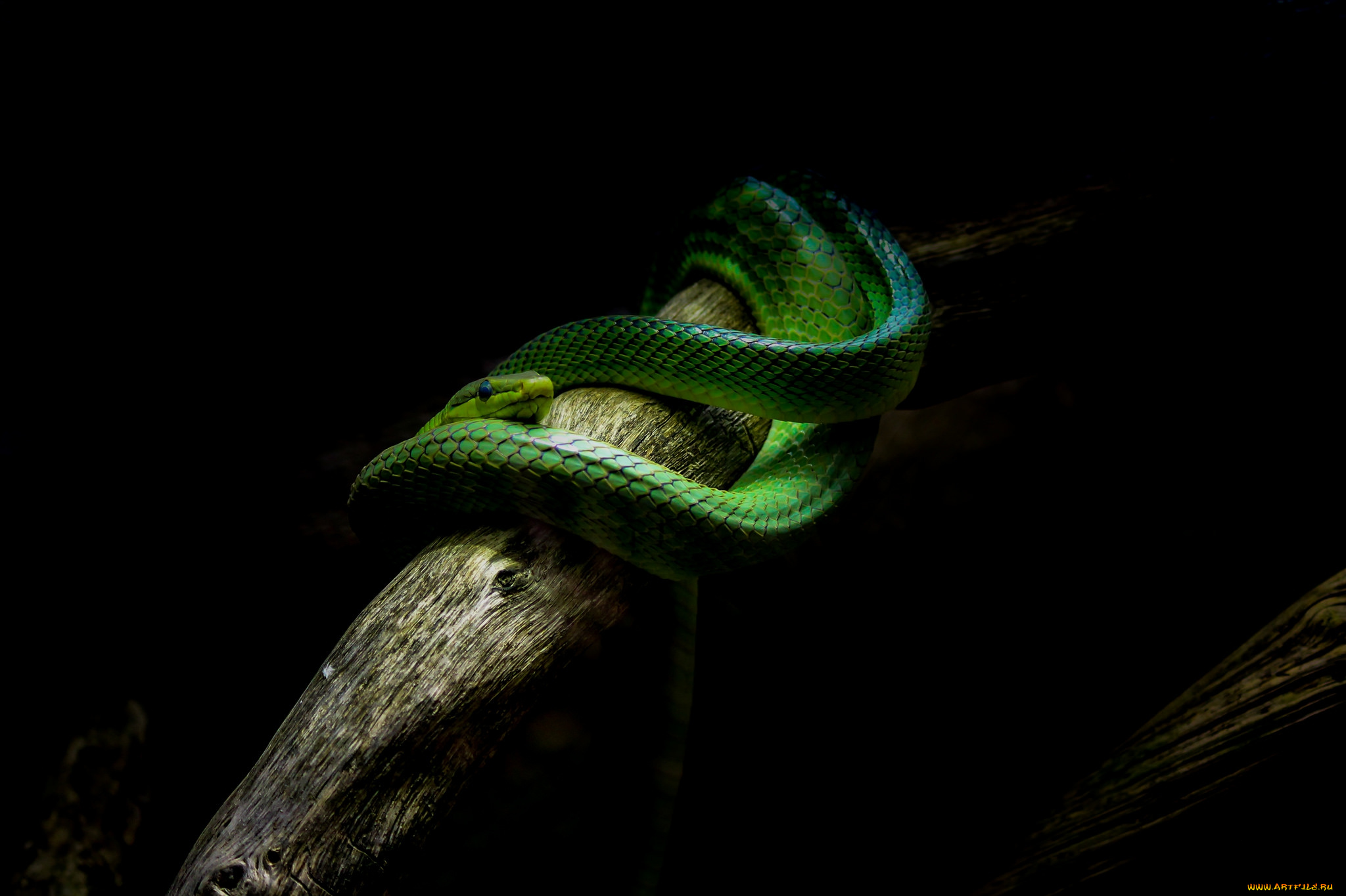 животные, змеи, , питоны, , кобры, змея, зеленая