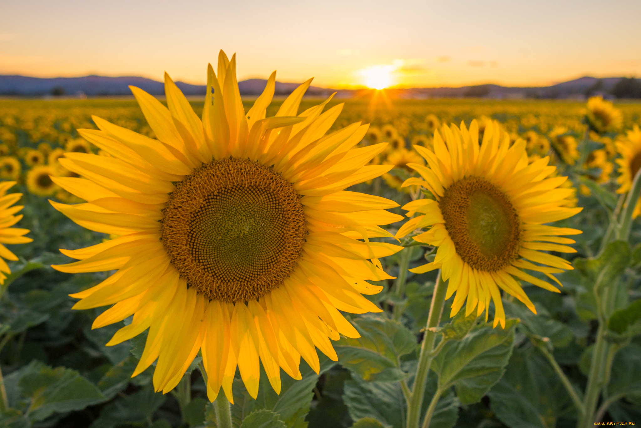 цветы, подсолнухи, солнце, закат
