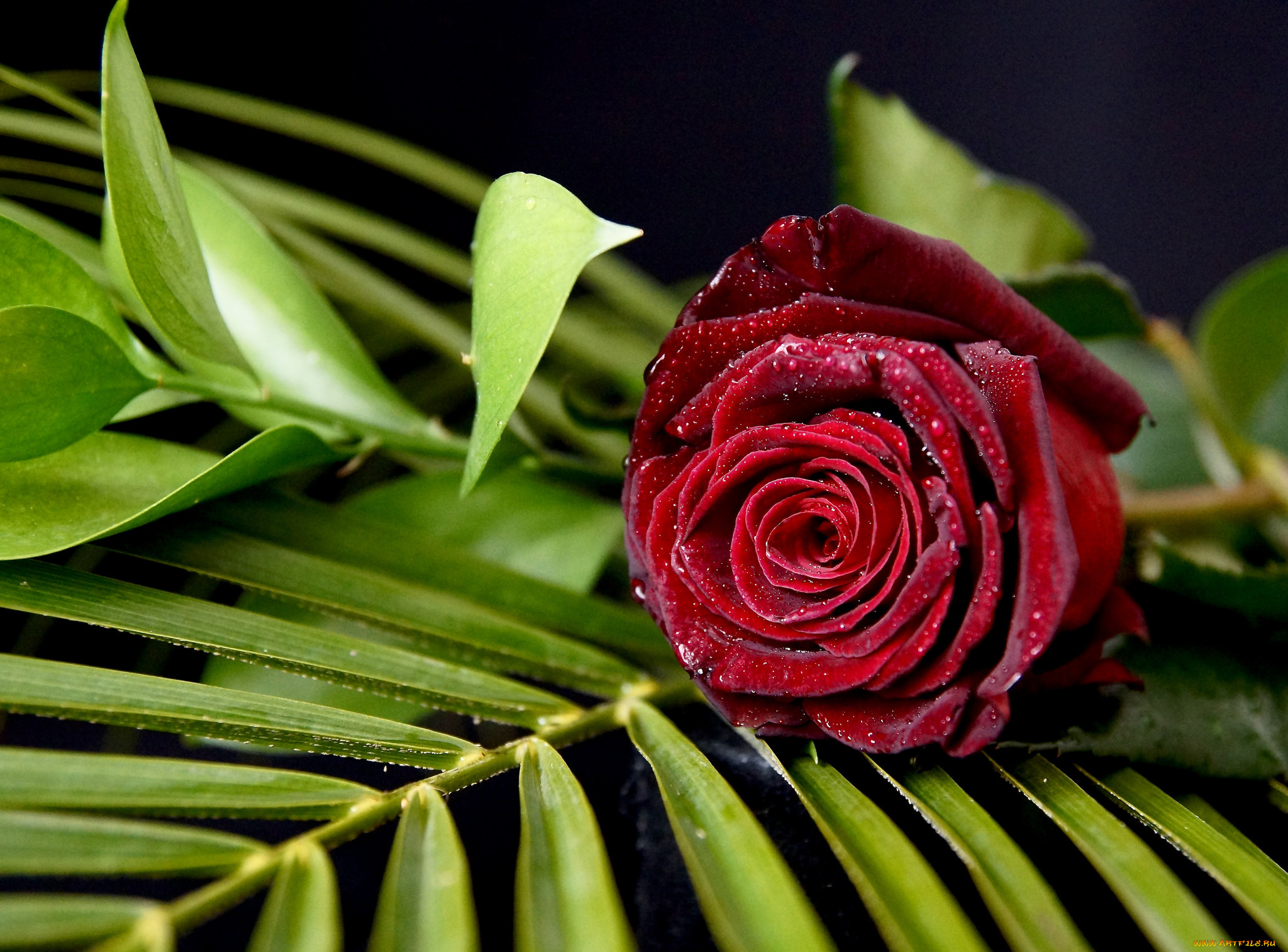 цветы, розы, листья, бутон, роза