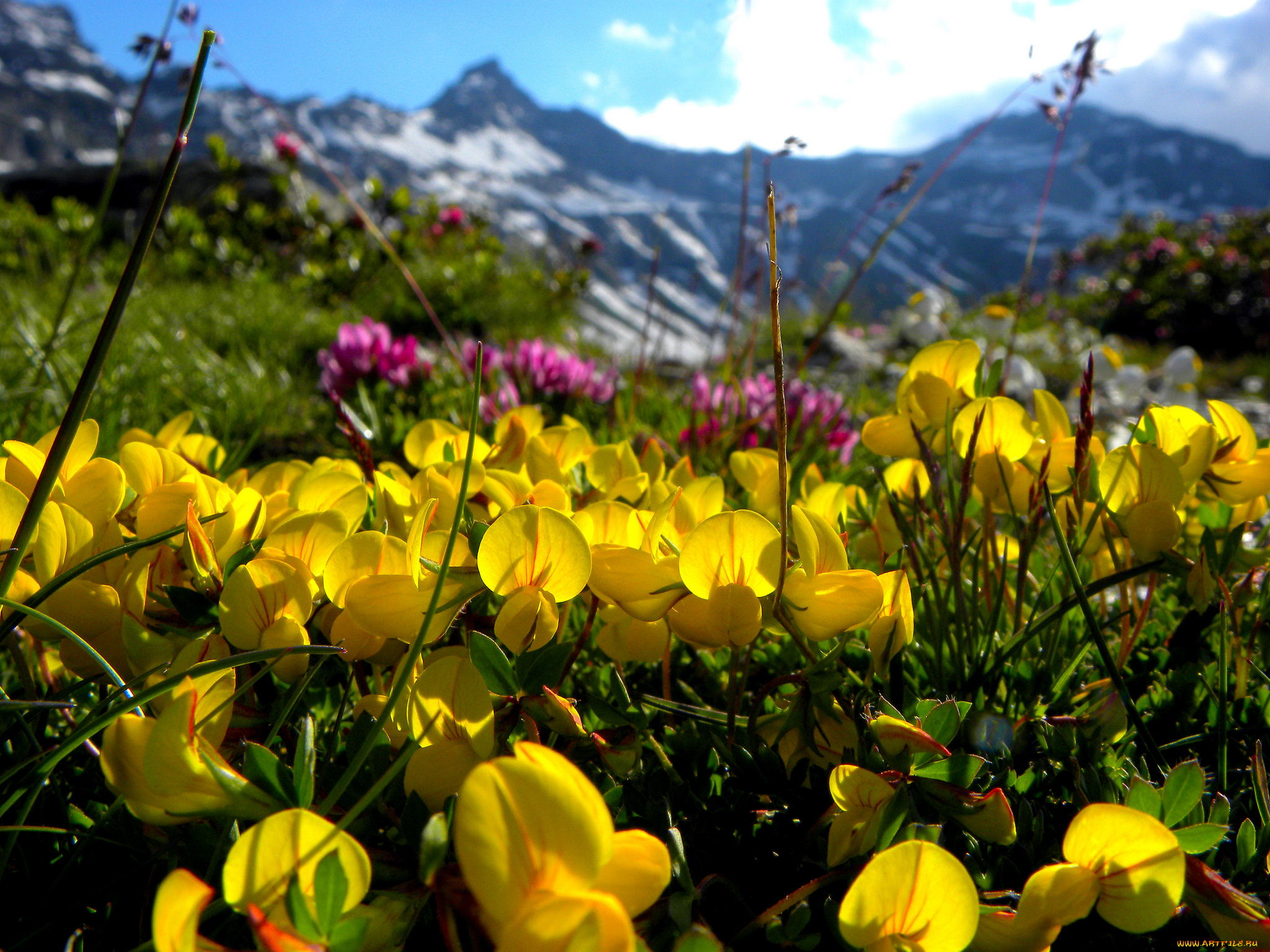 цветы, луговые, , полевые, , цветы, желтые, луг, макро