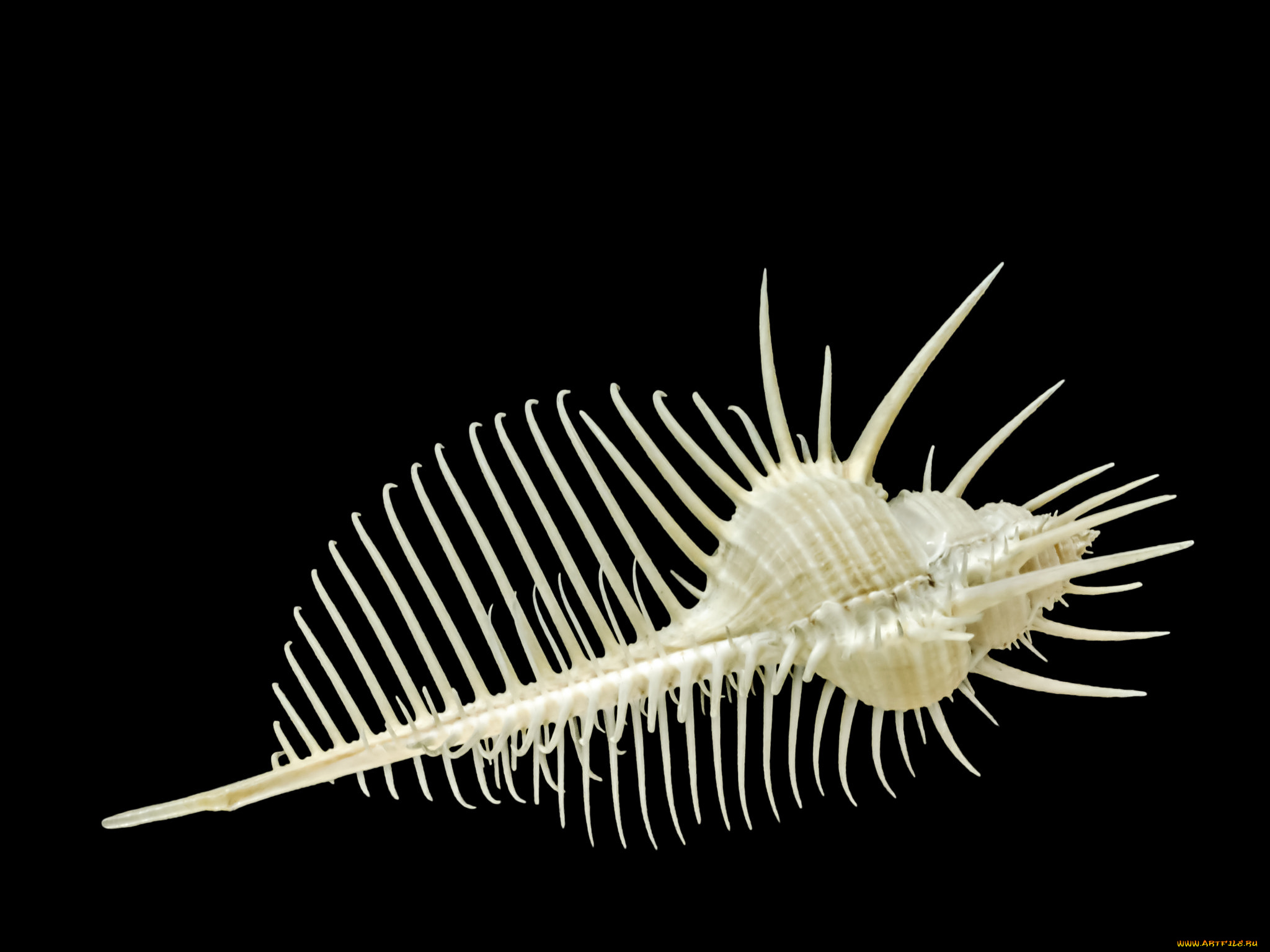 разное, ракушки, , кораллы, , декоративные, и, spa-камни, чёрный, фон, ракушка