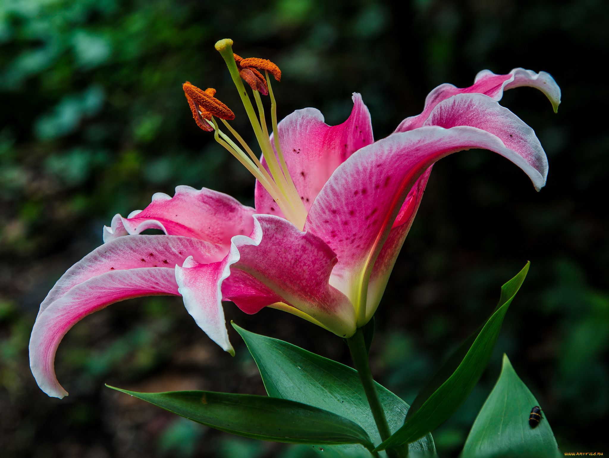 цветы, лилии, , лилейники, лепестки, розовая, лилия, макро