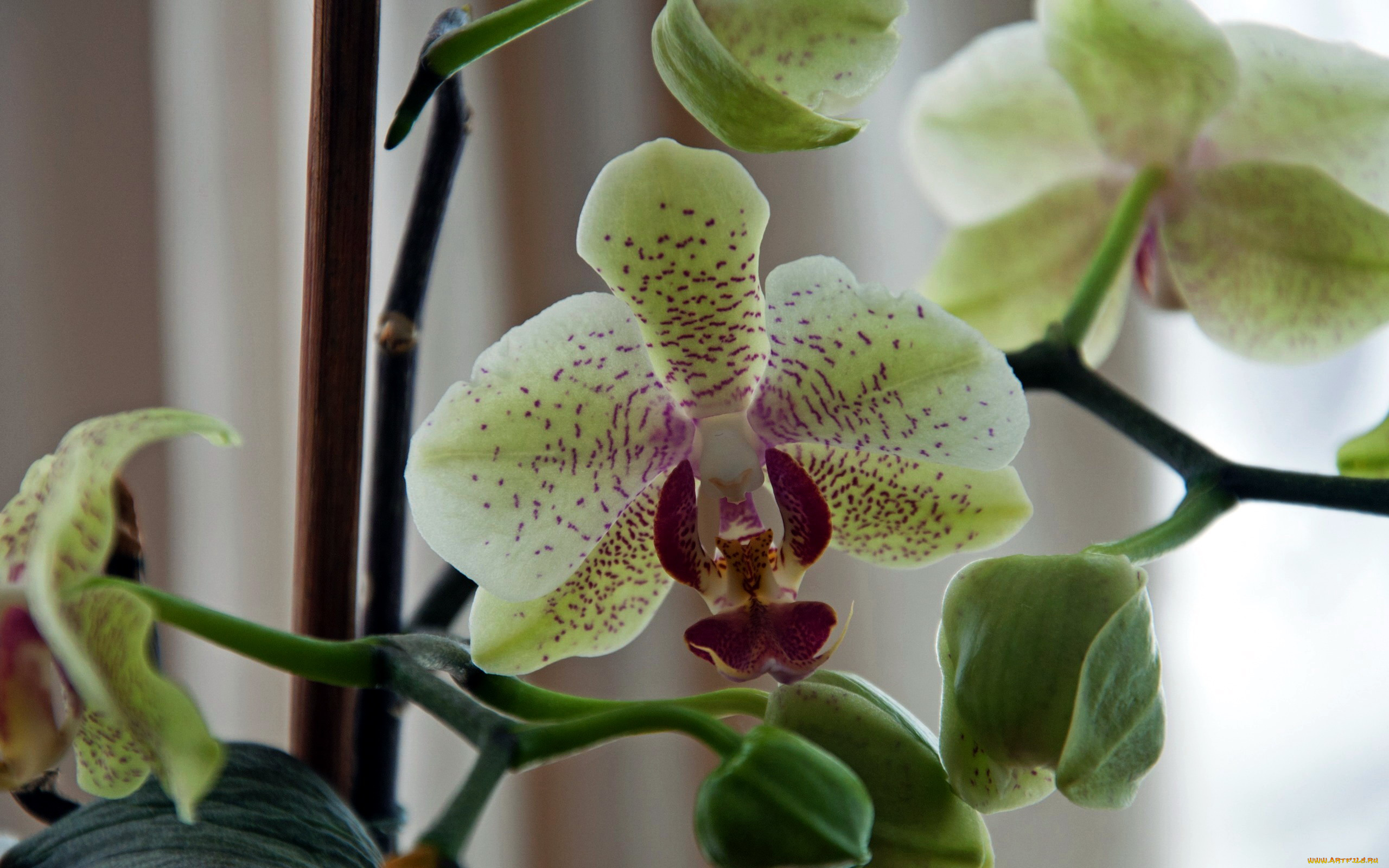 цветы, орхидеи, экзотика