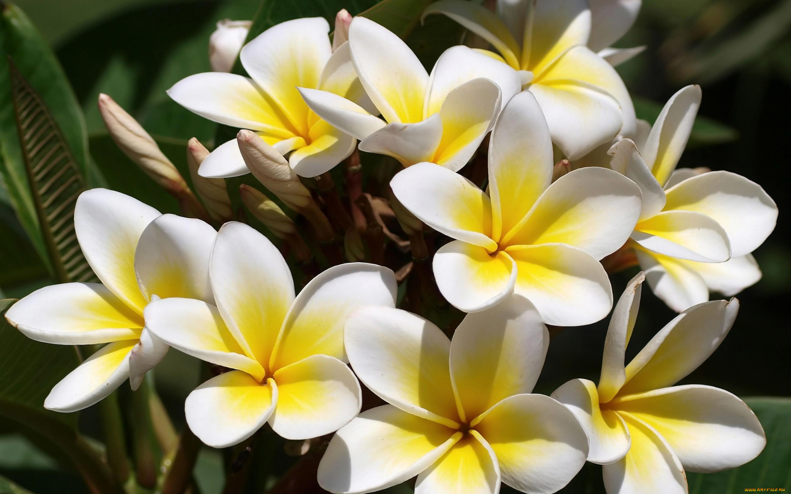 цветы, плюмерия, макро, нежно, букер, желтые, былые