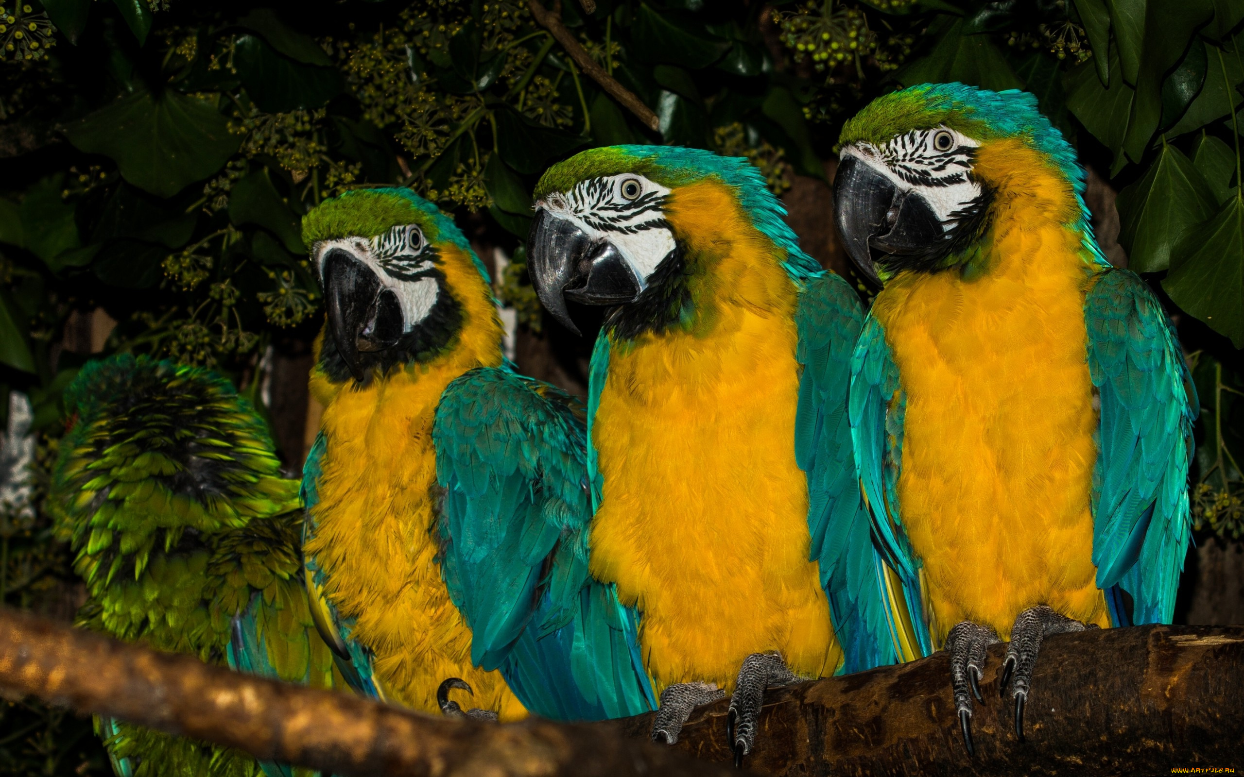 животные, попугаи, сине-жёлтый, ара, птицы, трио, ветка