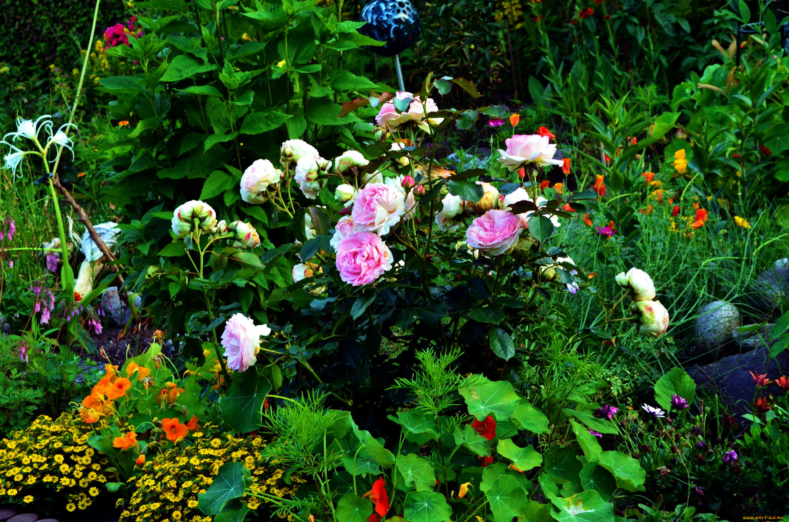 цветы, разные, вместе, клумба