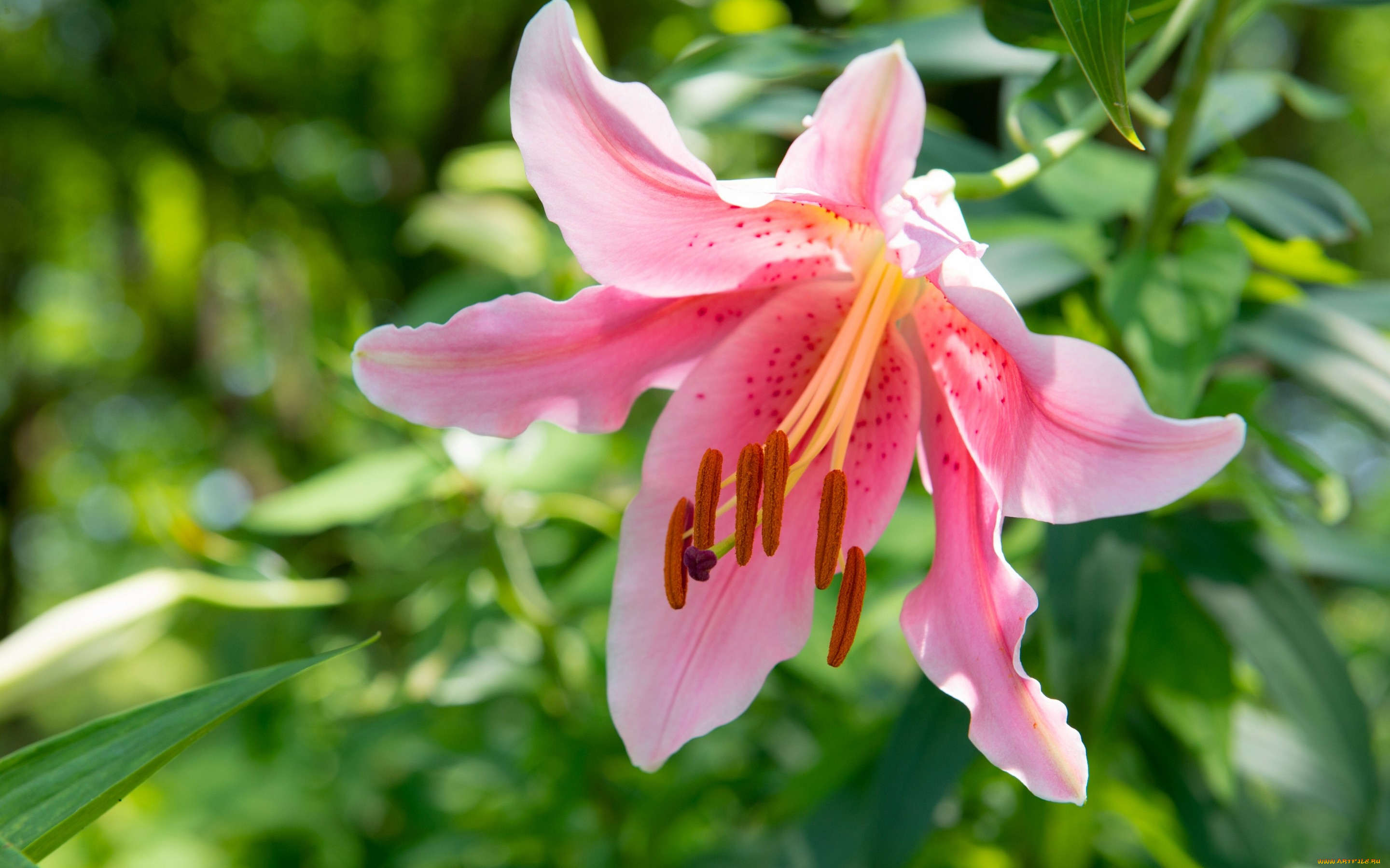 цветы, лилии, , лилейники, лилия, лепестки, макро