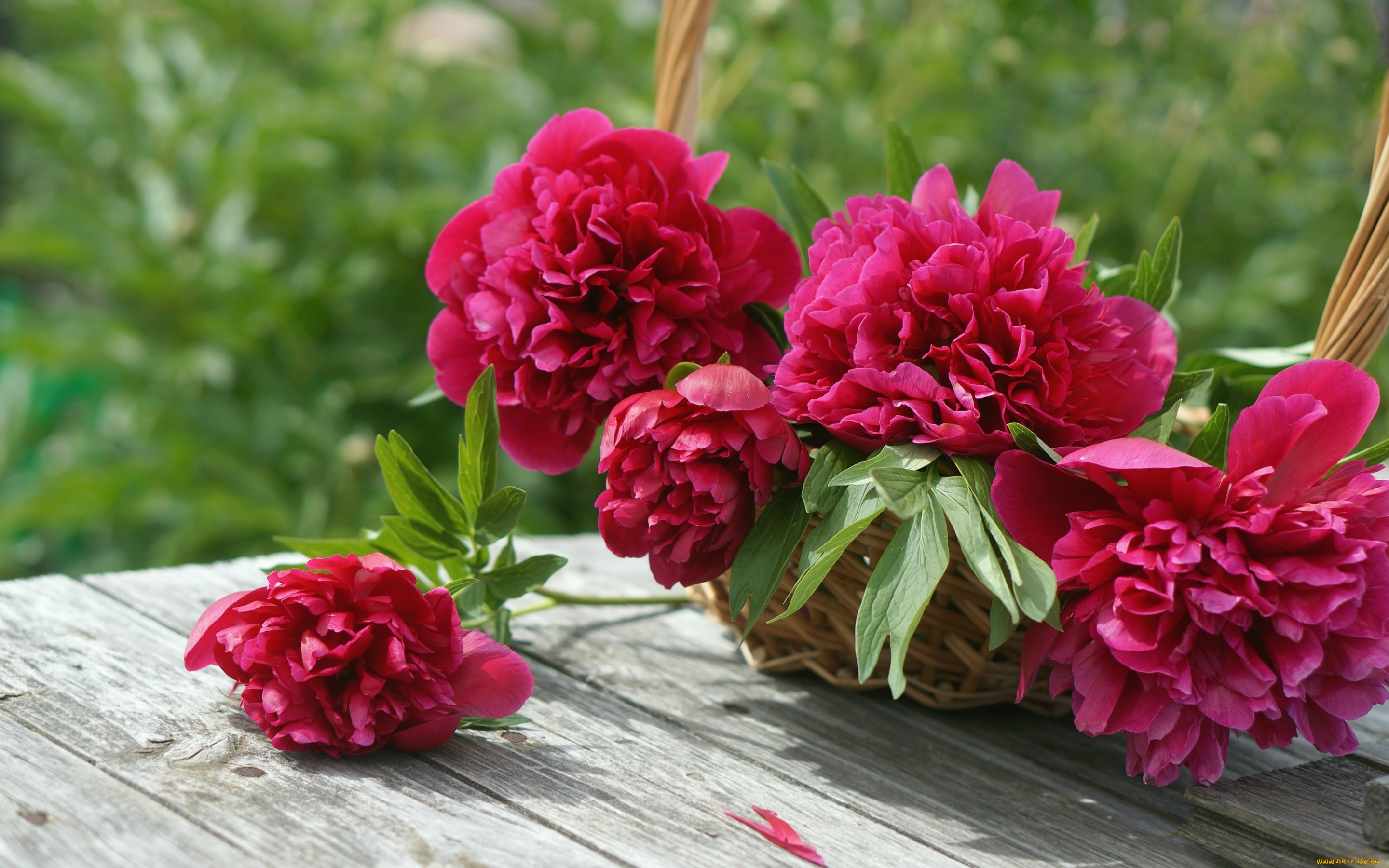 цветы, пионы, бутоны, корзина
