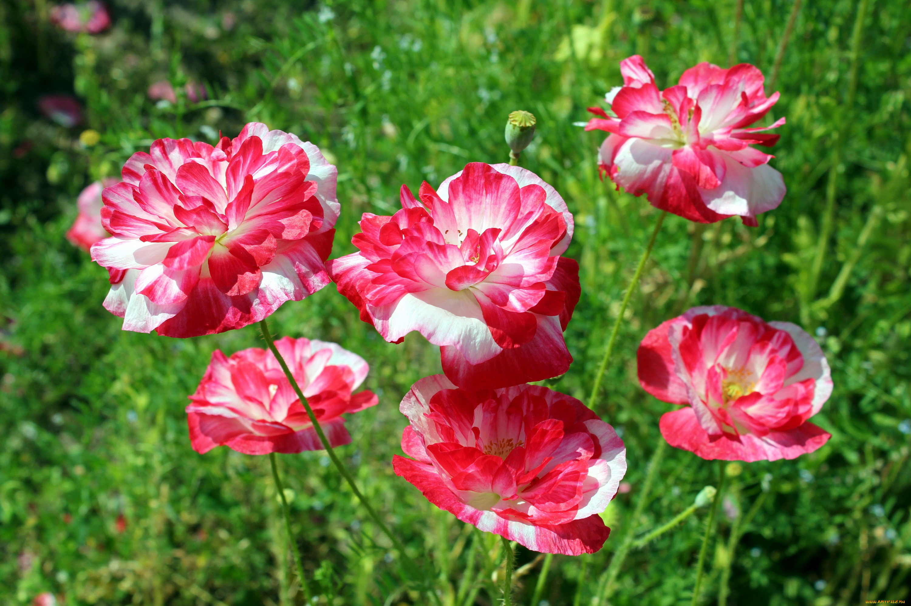 цветы, маки, яркие