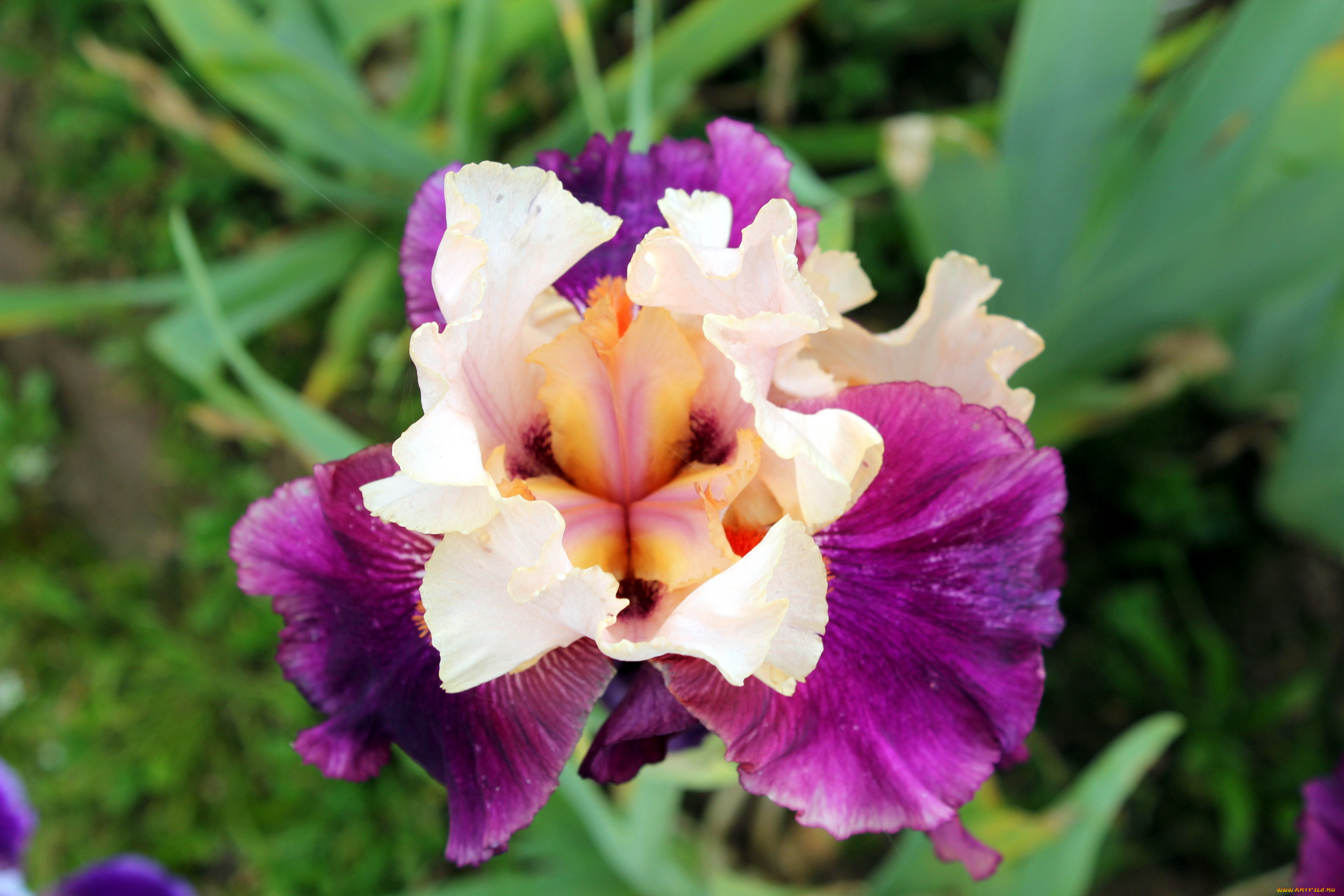 цветы, ирисы, макро