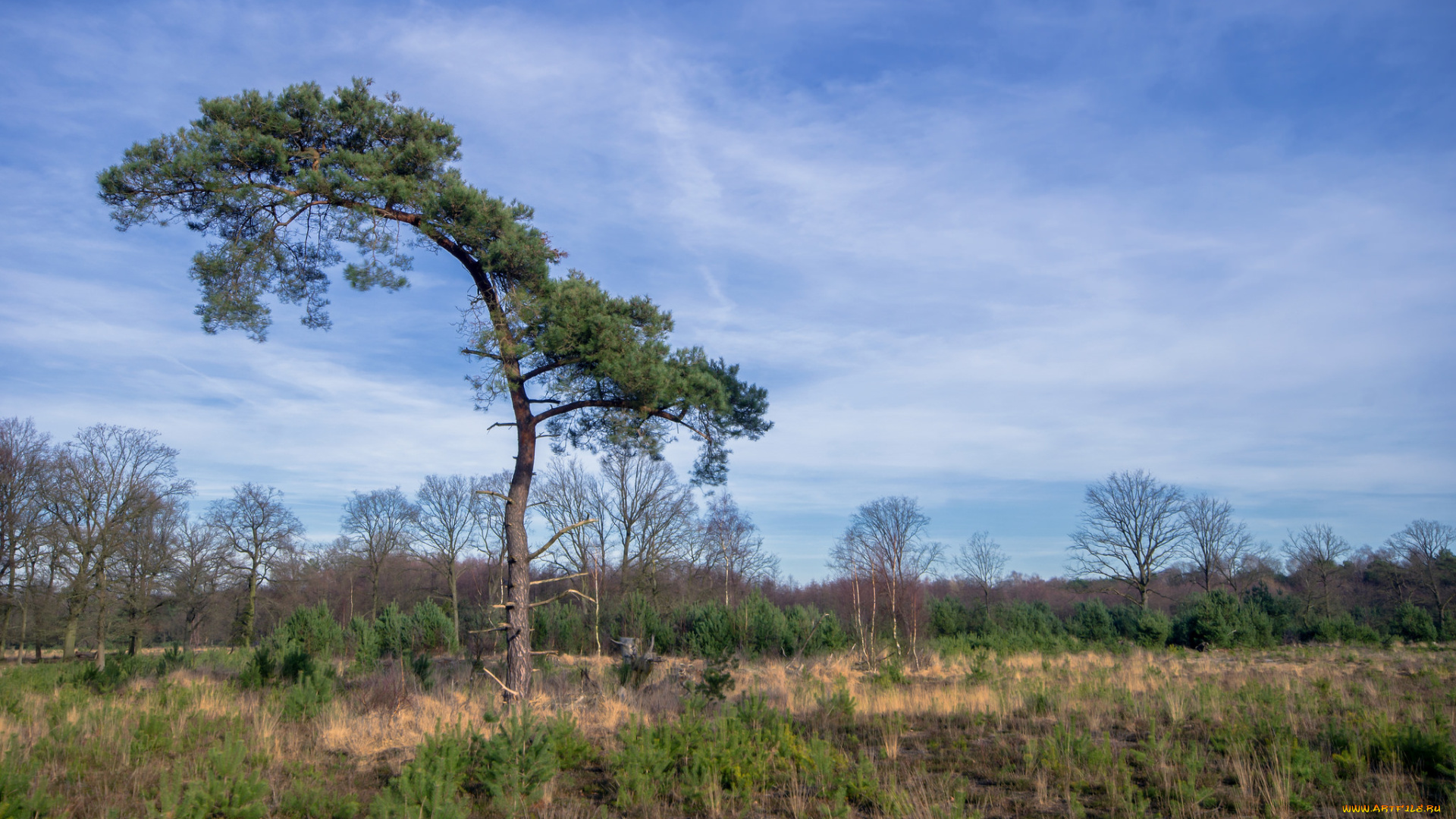 природа, деревья, дерево