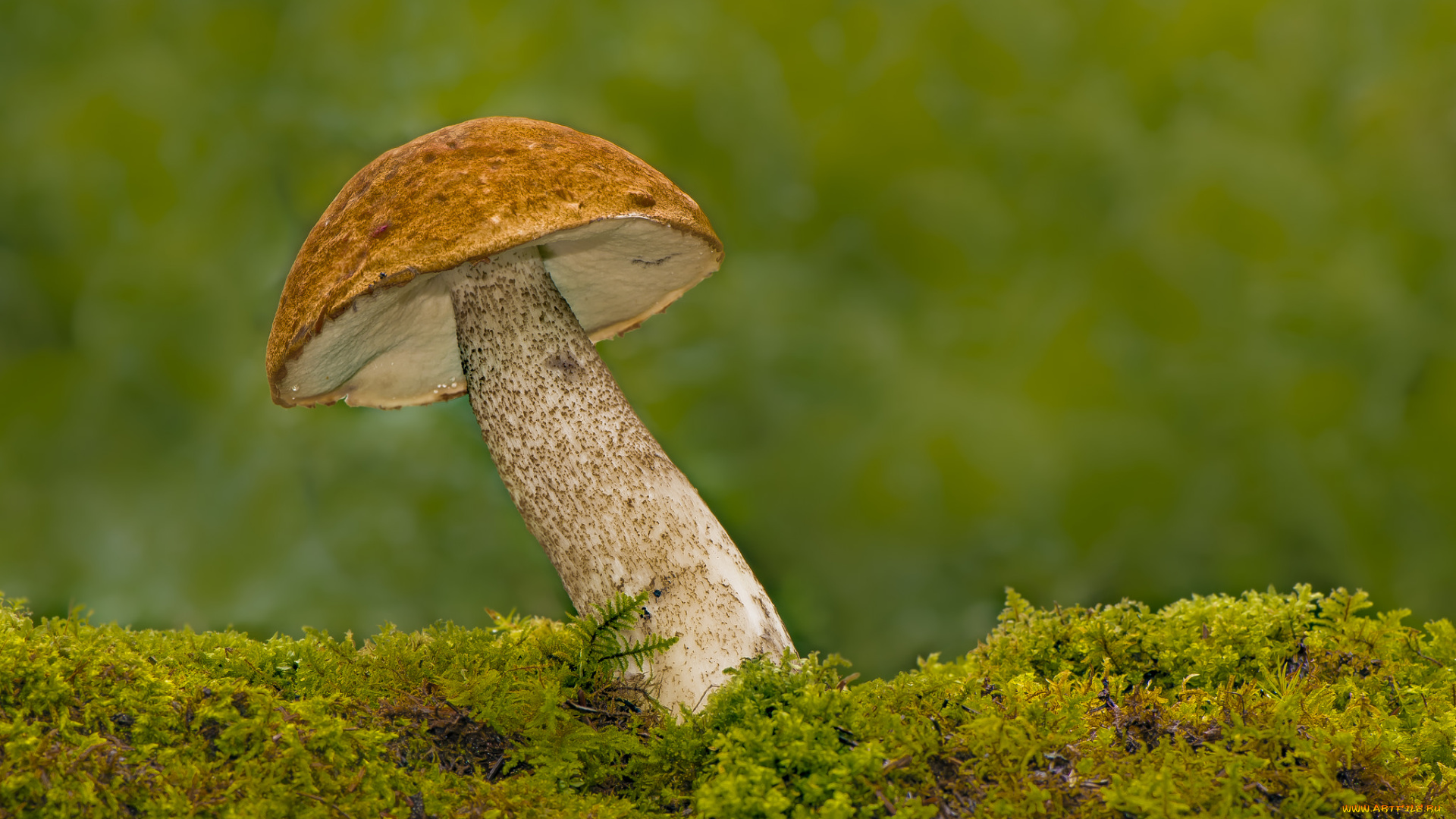 природа, грибы, грибок