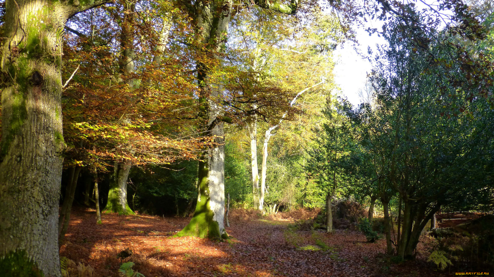 природа, лес, деревья
