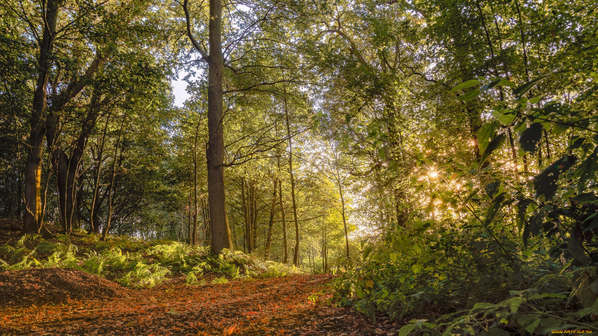 природа, лес, деревья