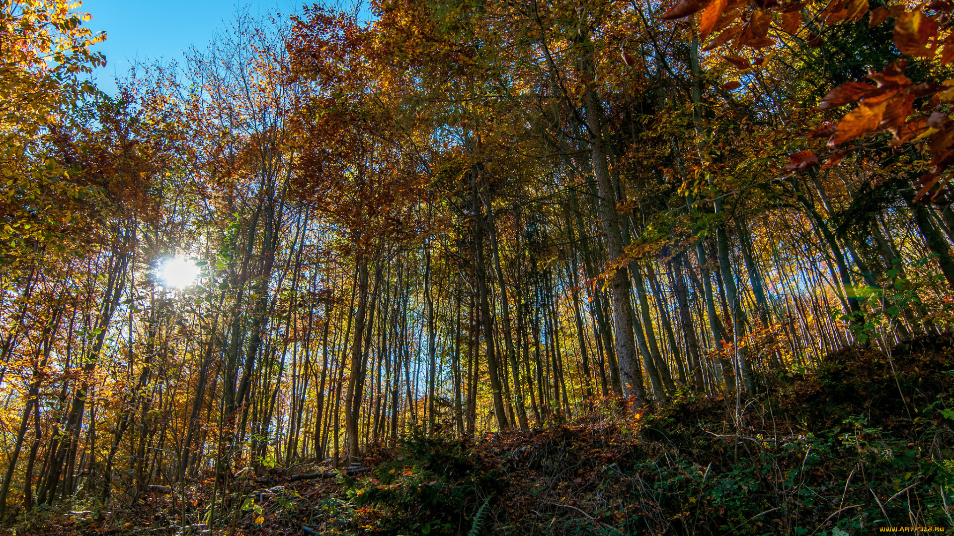 природа, лес, деревья