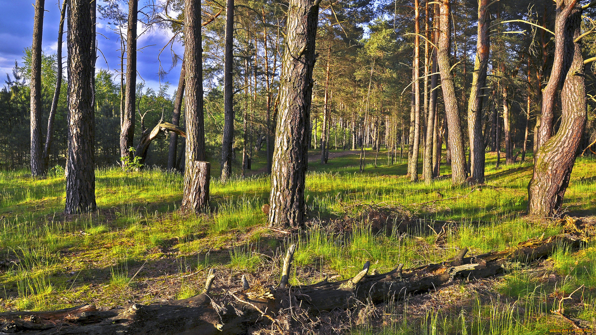 природа, лес, деревья