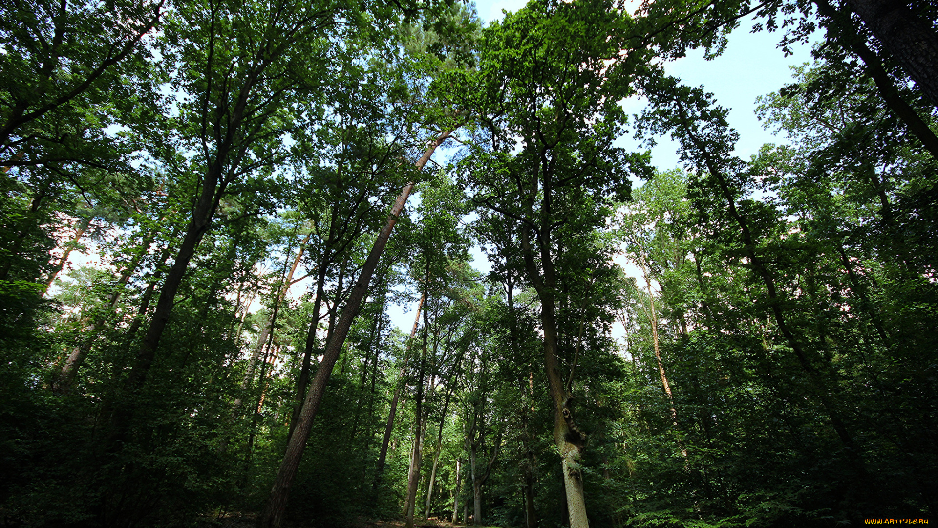 природа, лес, деревья