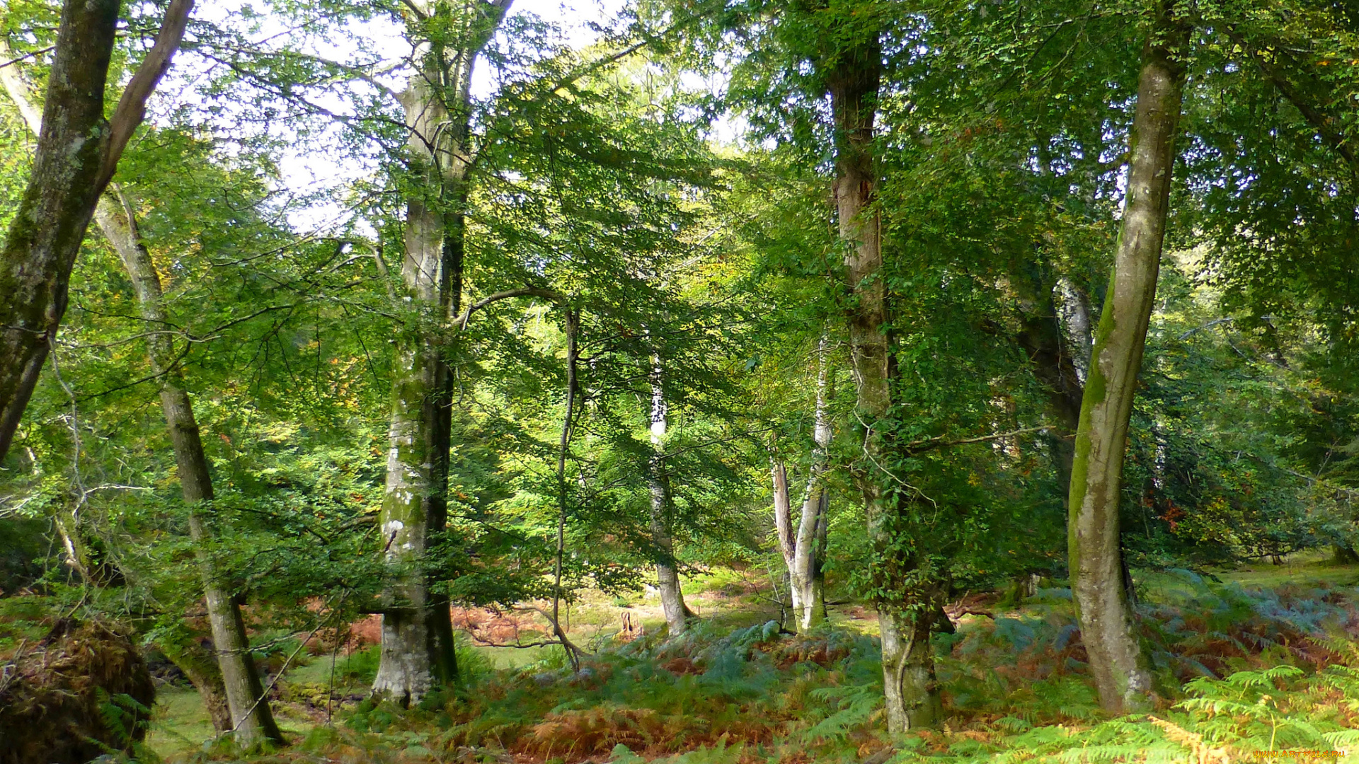 природа, лес, деревья