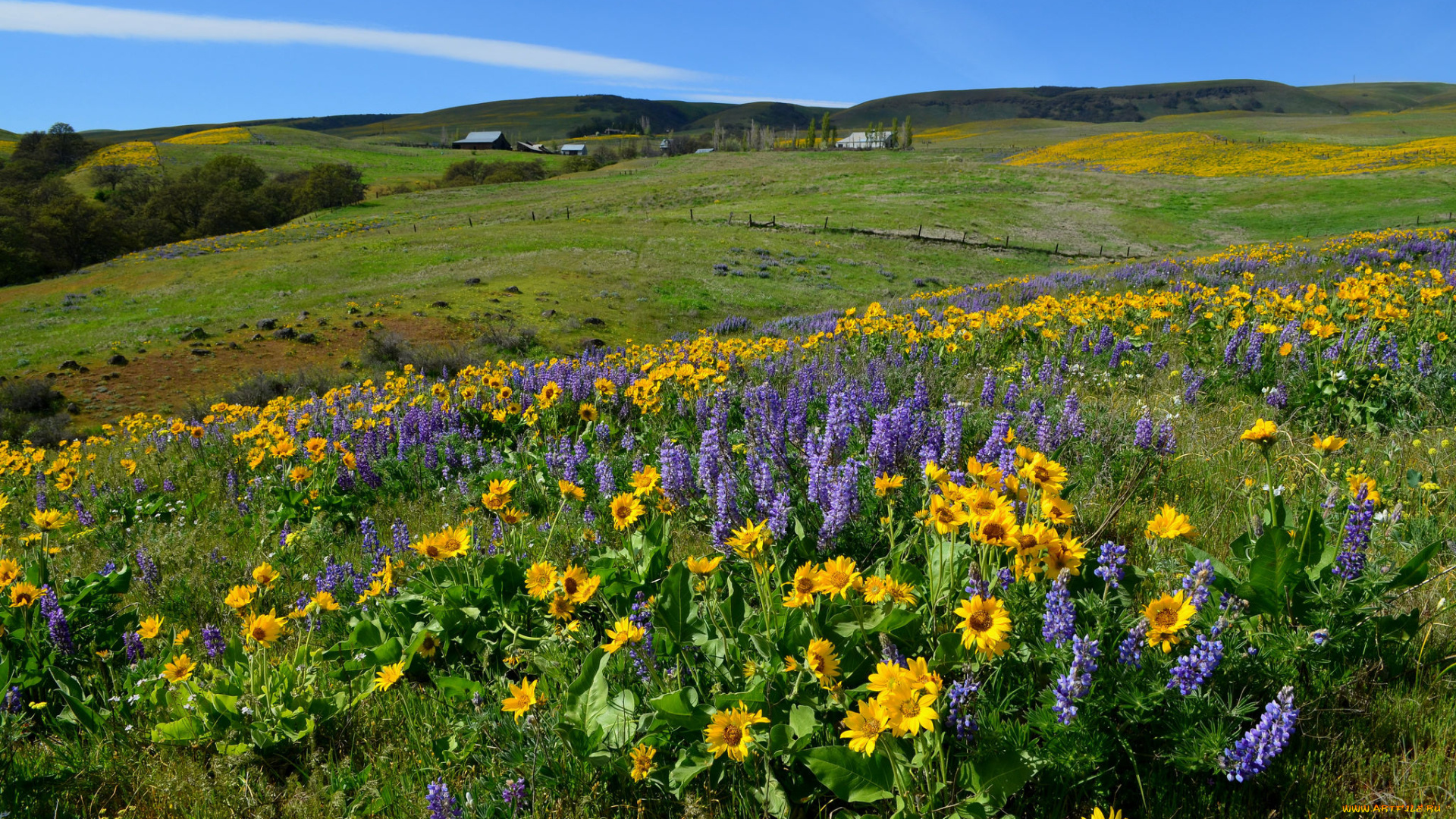 природа, луга, простор