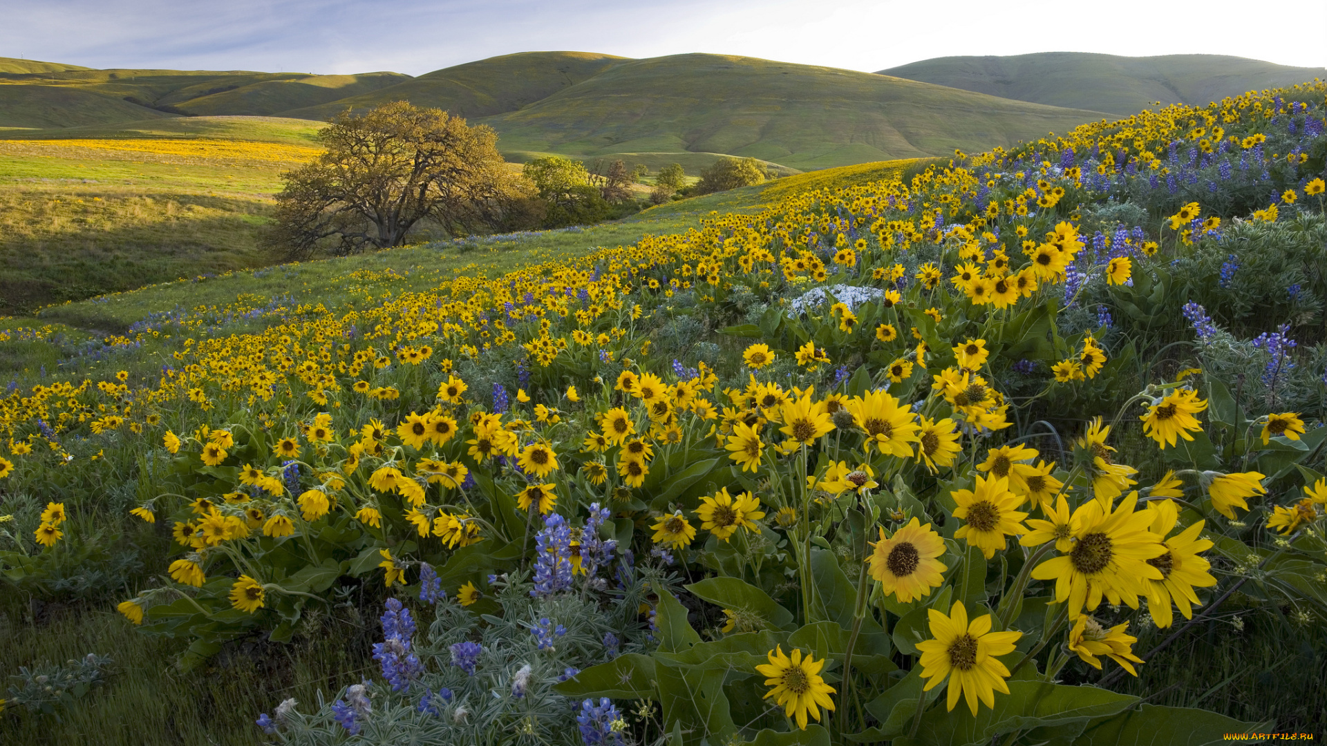 природа, луга, простор