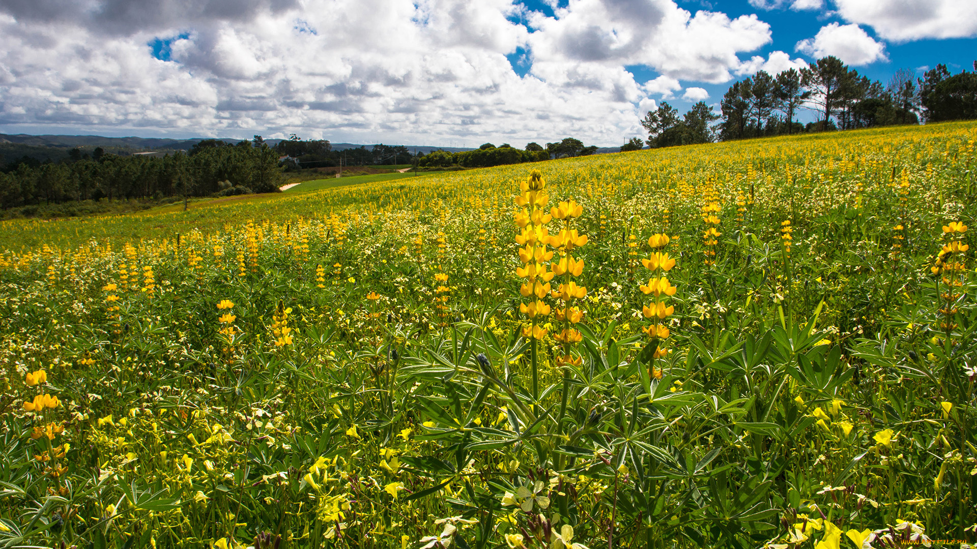 природа, луга, простор