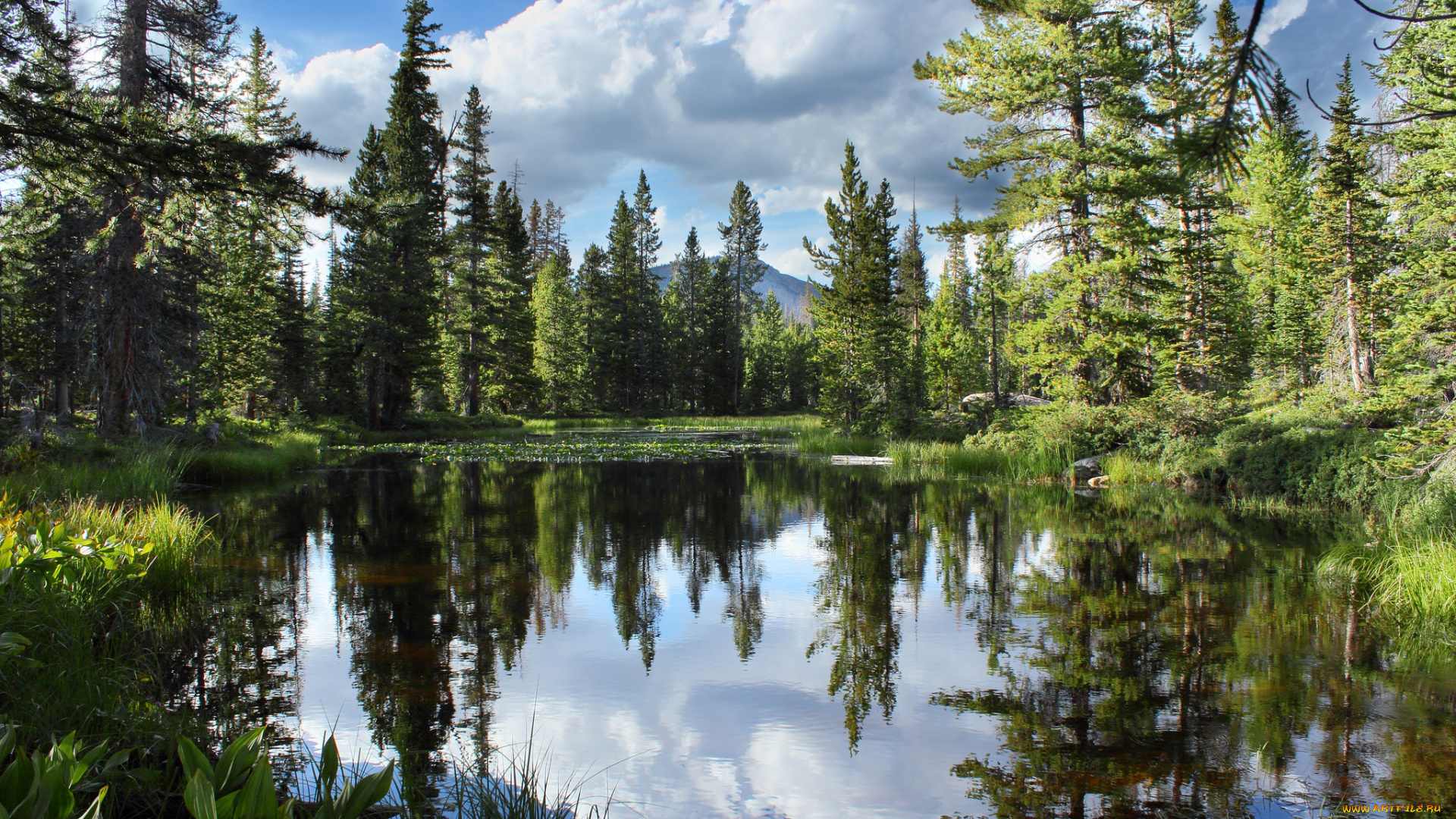 природа, реки, озера, река, лес