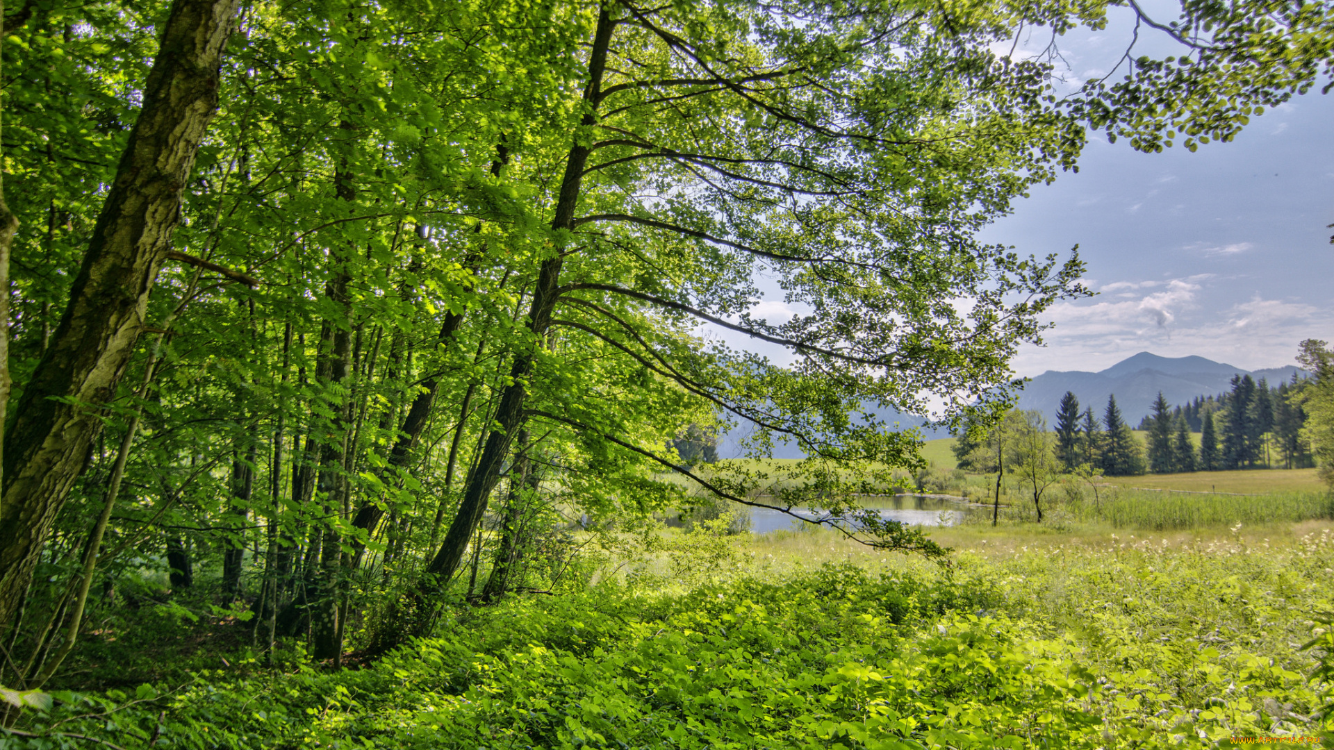 природа, реки, озера, река, лес