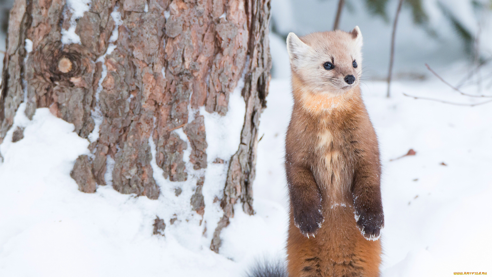 животные, хорьки, , куницы, , горностаи, , ласки, , соболи, куница, зверёк, стойка, зима, снег