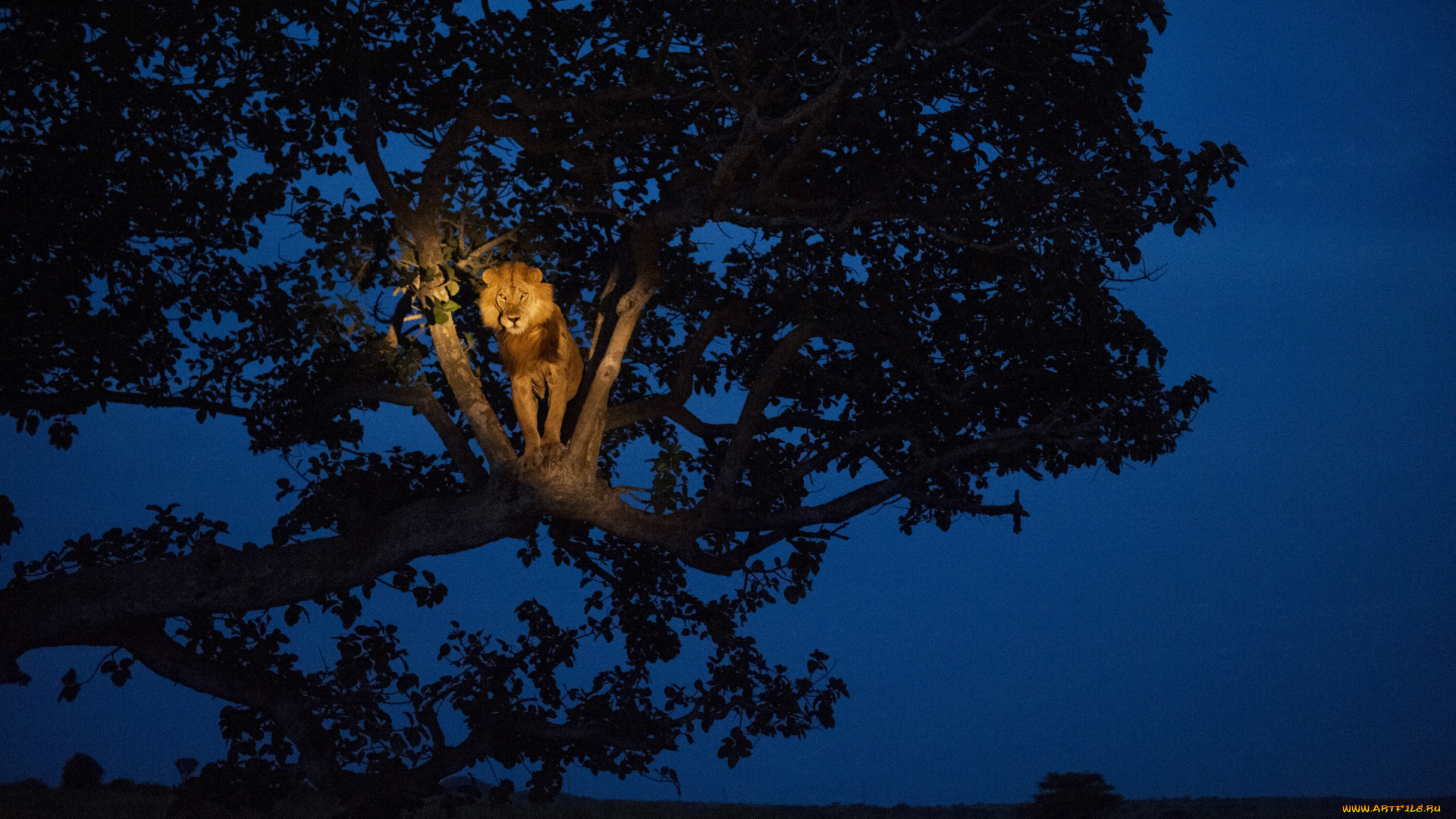 животные, львы, лев, дерево