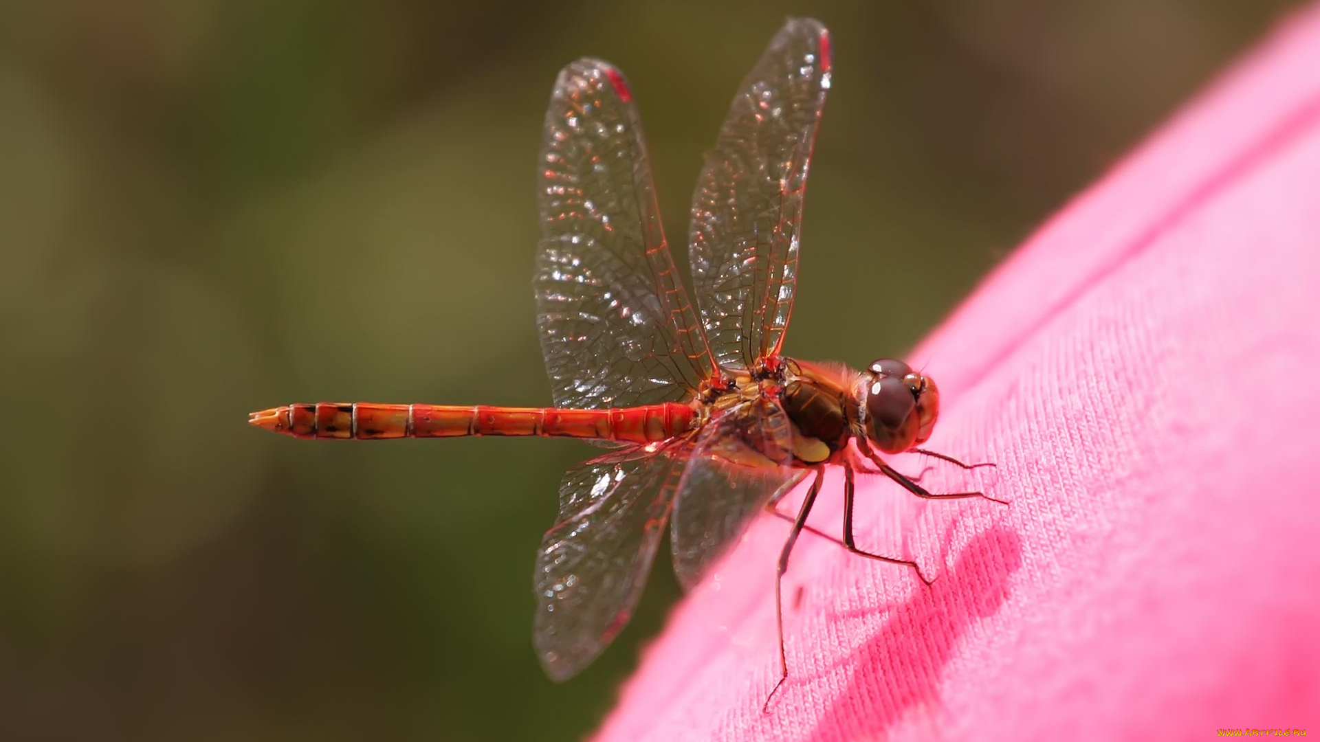 животные, стрекозы, тень, ткань, красная, стрекоза