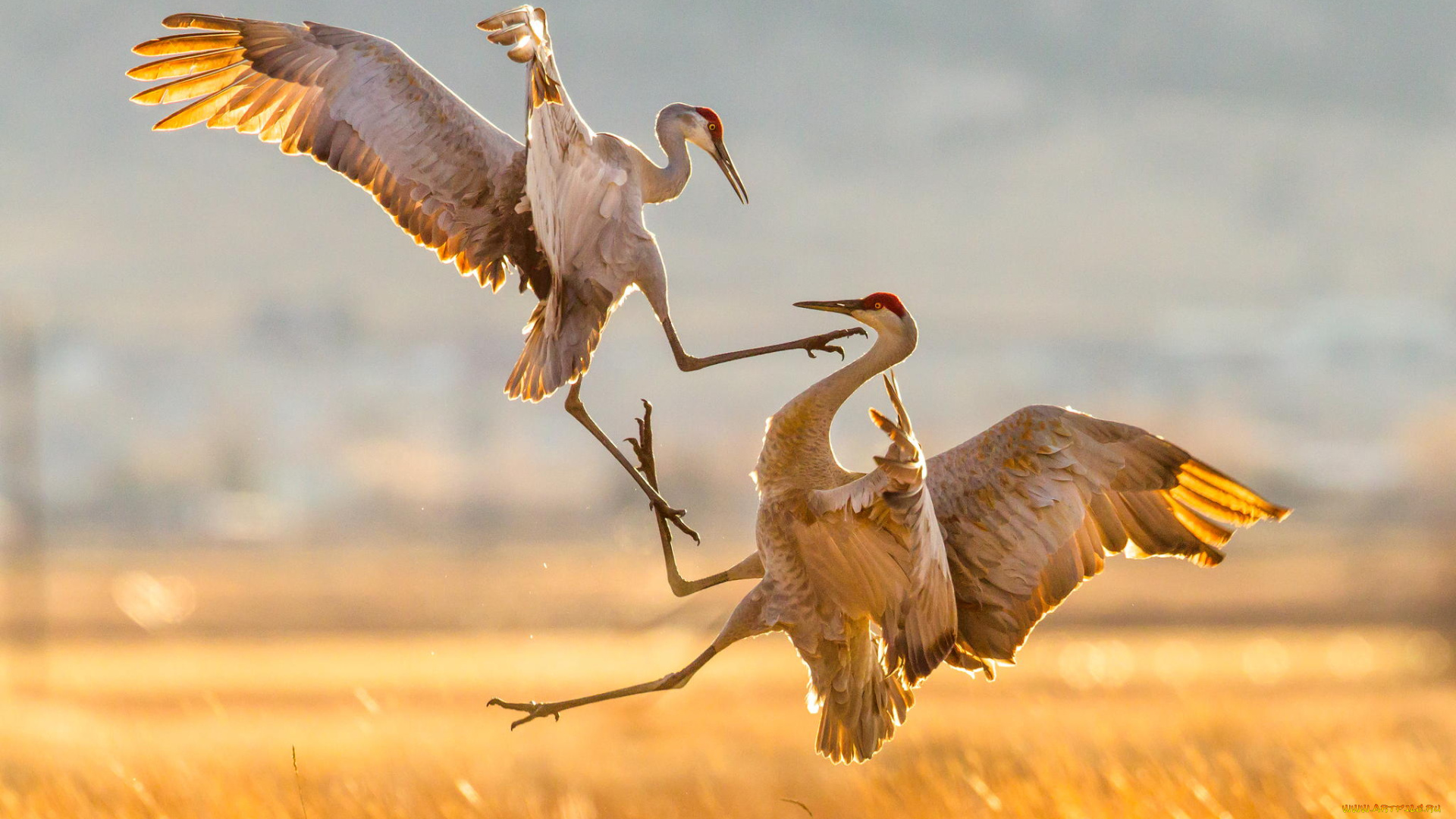 животные, журавли, канадские, атака, миграция, природа, птицы