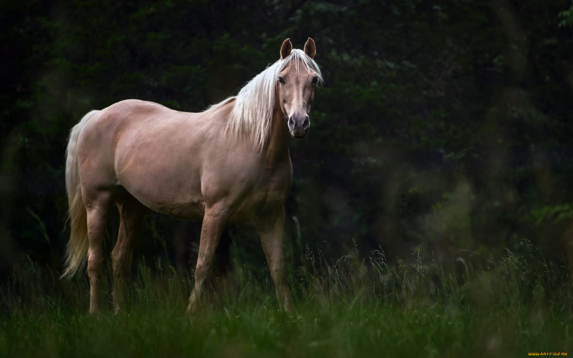 животные, лошади, фон, лошадь