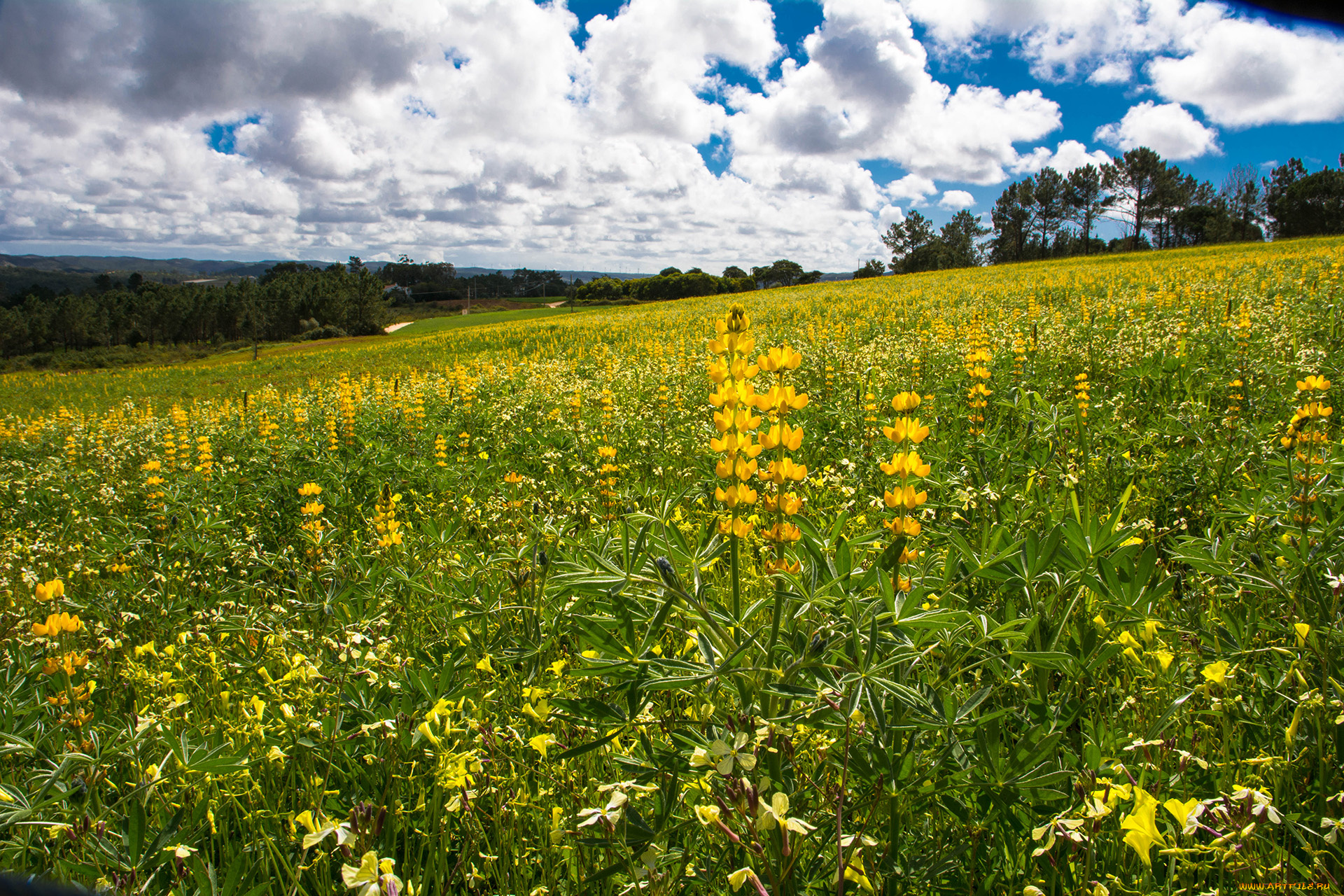 природа, луга, простор
