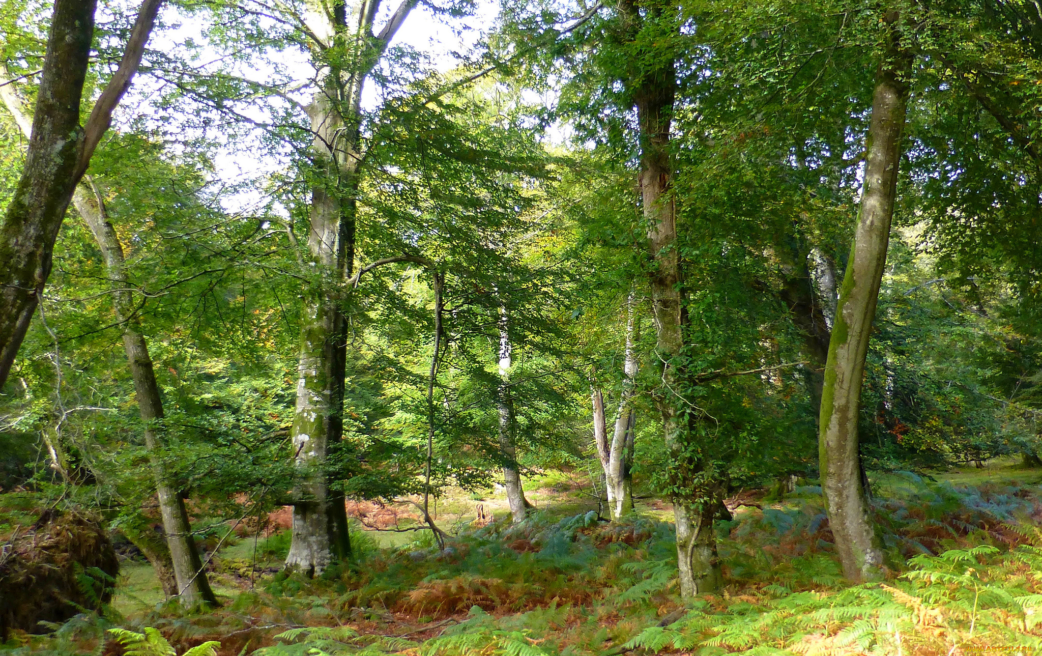 природа, лес, деревья