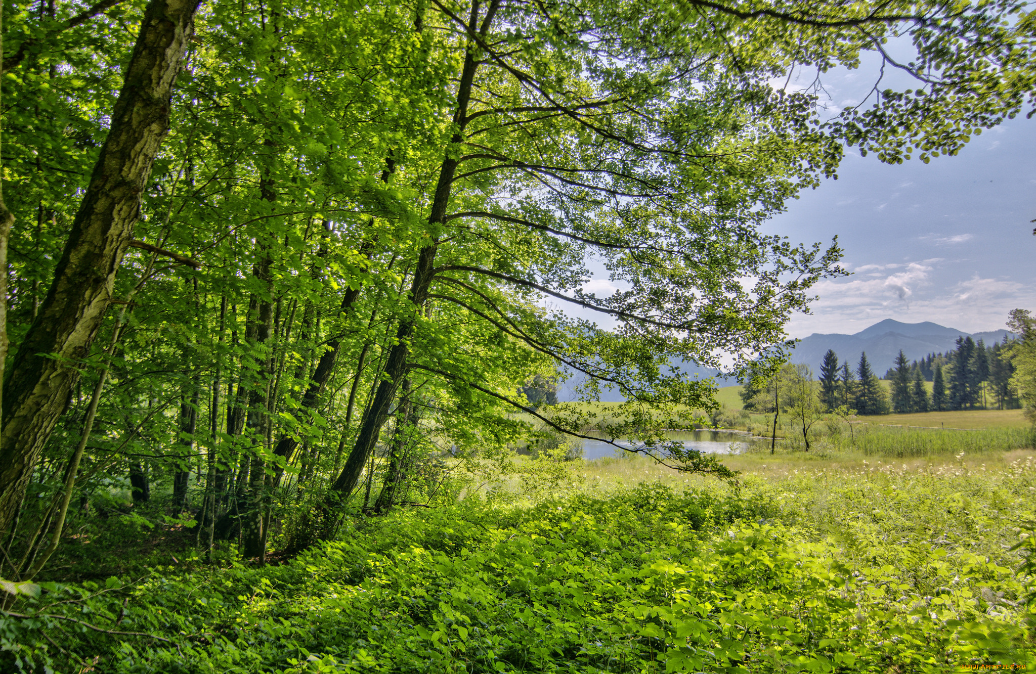 природа, реки, озера, река, лес