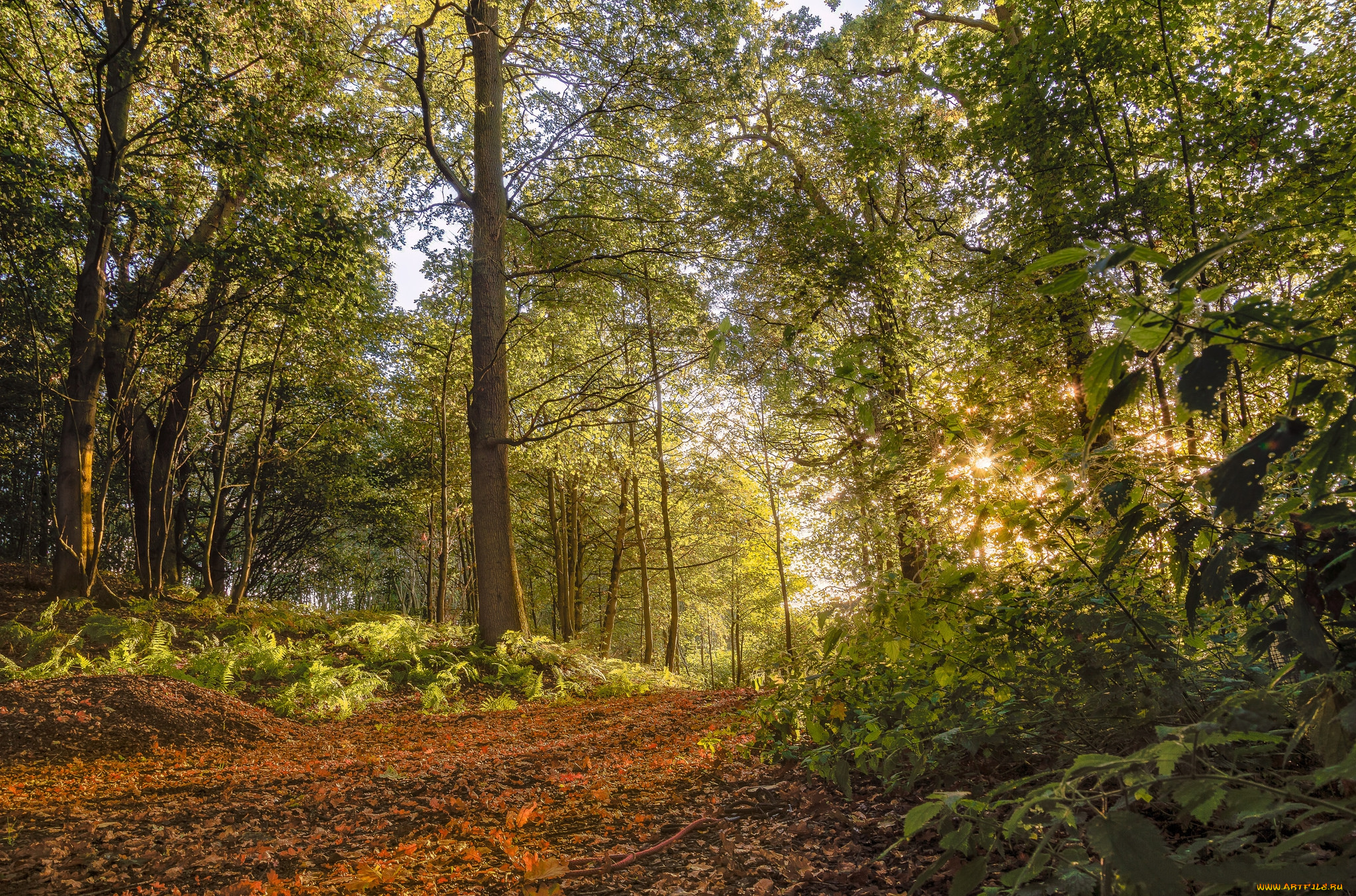 природа, лес, деревья