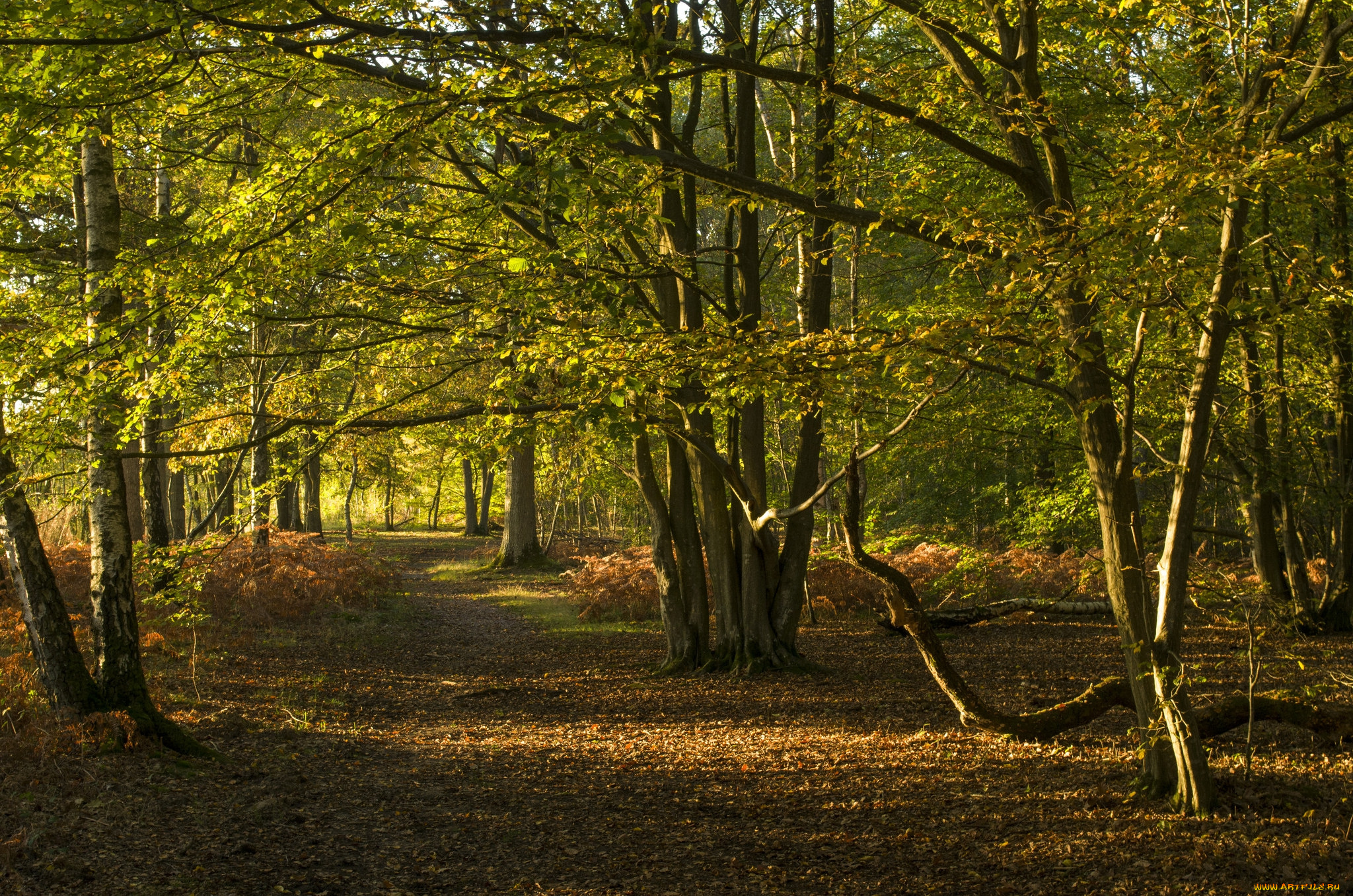 природа, лес, деревья
