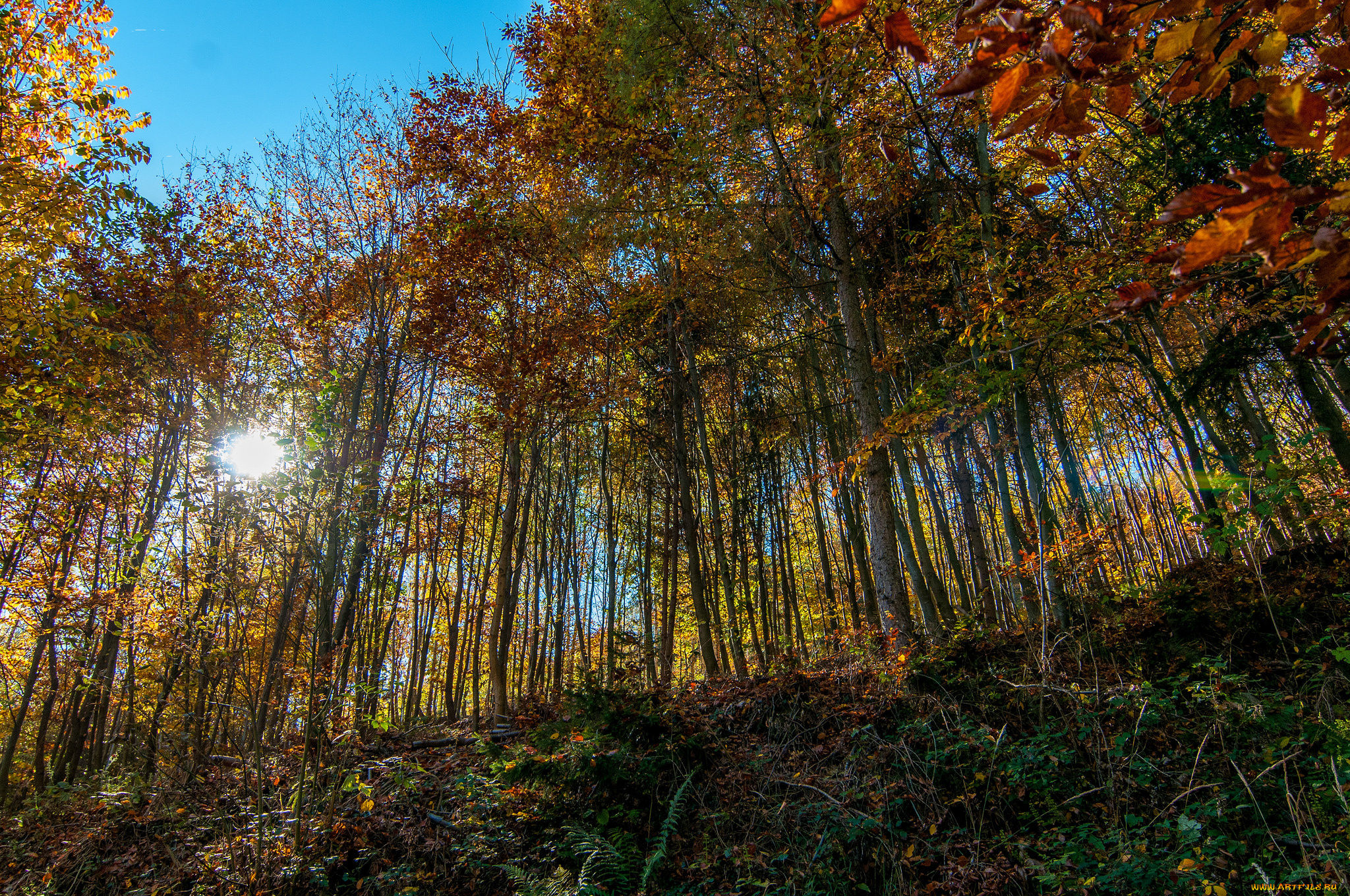 природа, лес, деревья