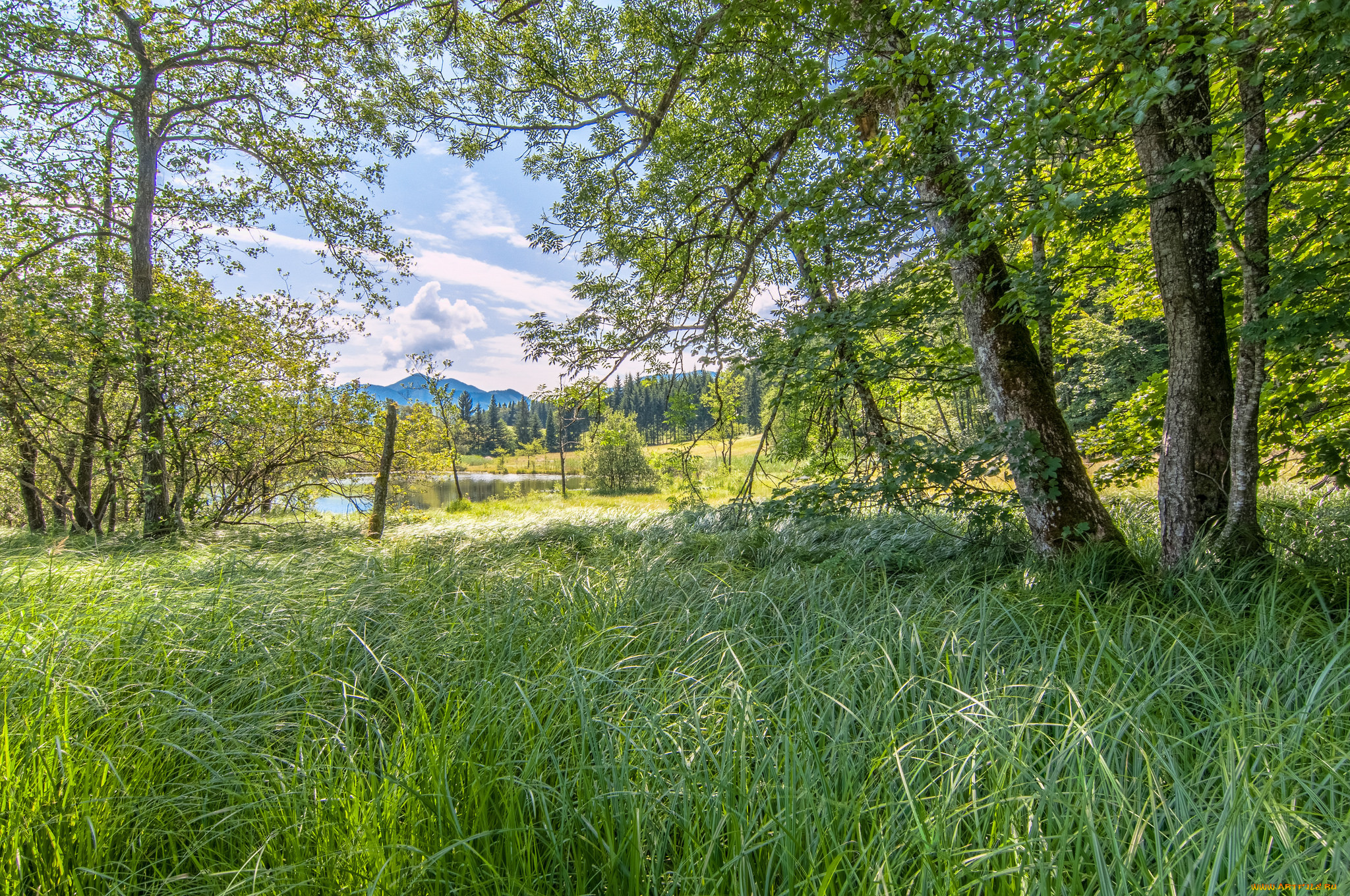 природа, реки, озера, река, лес