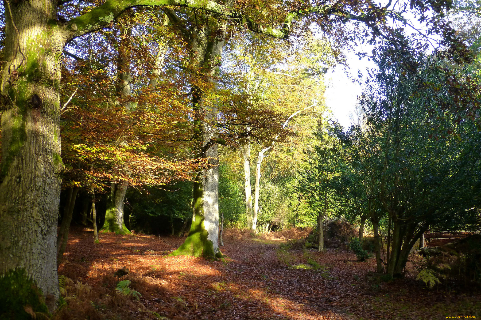 природа, лес, деревья