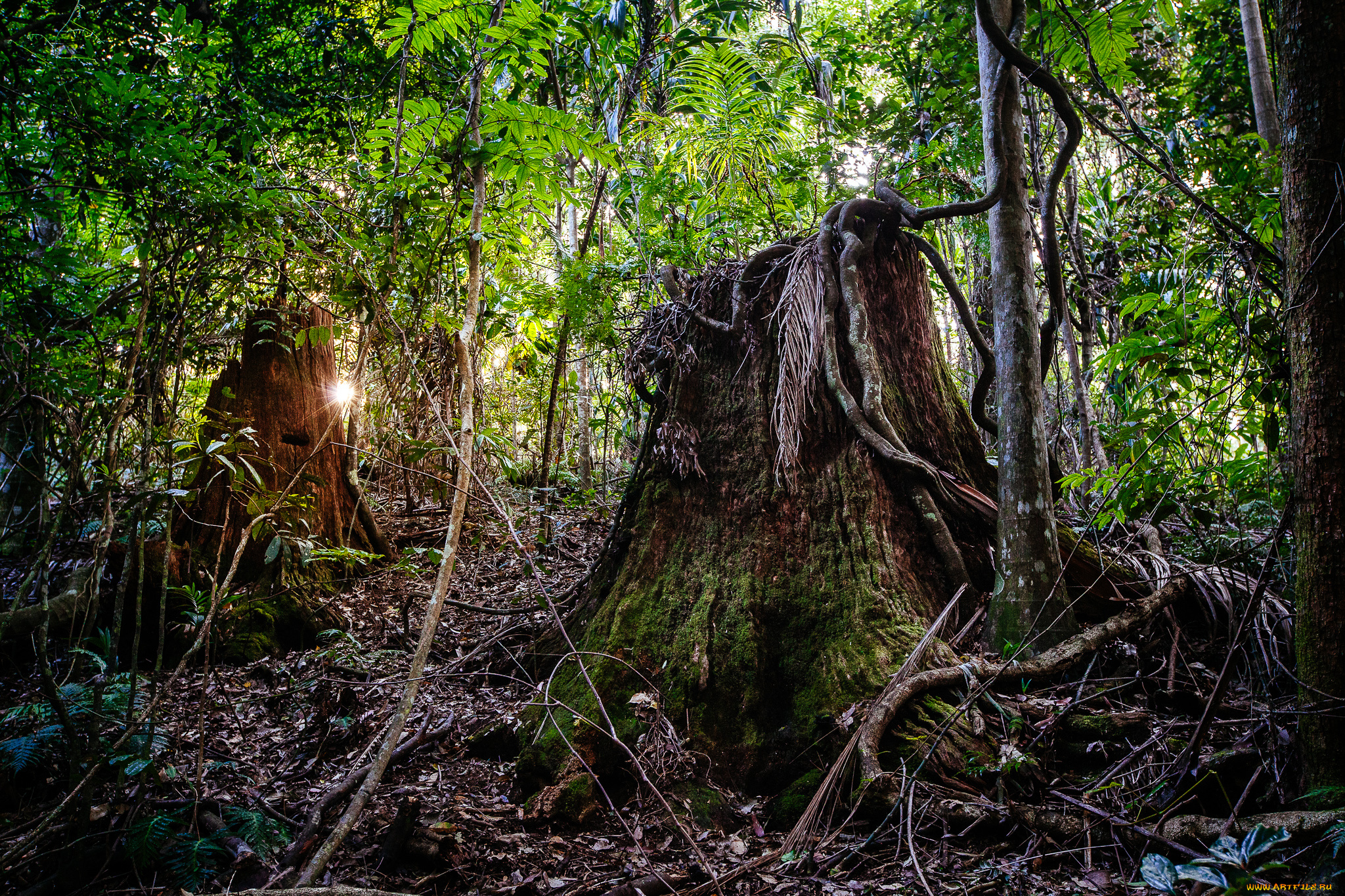 природа, лес, деревья