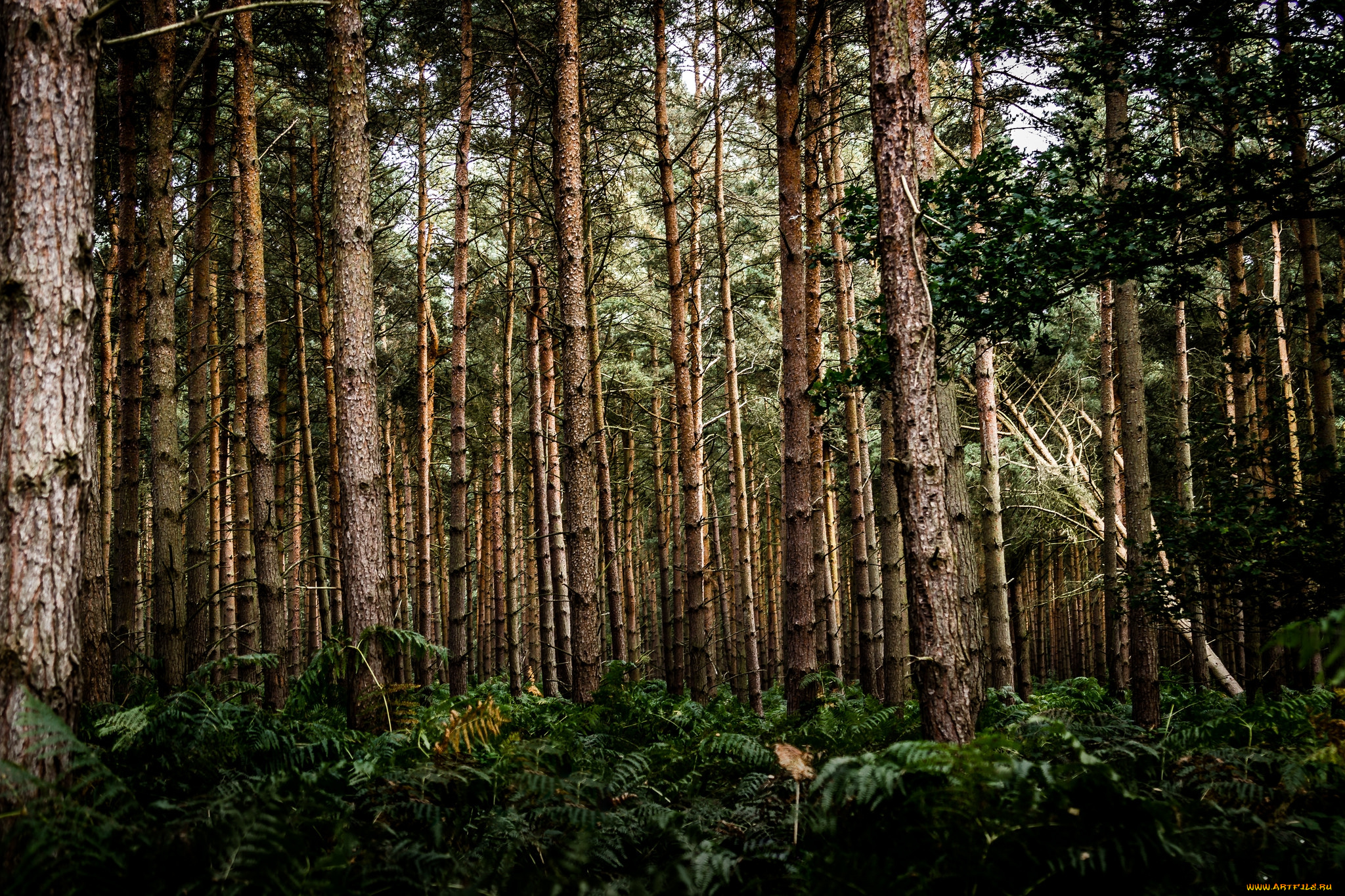 природа, лес, деревья