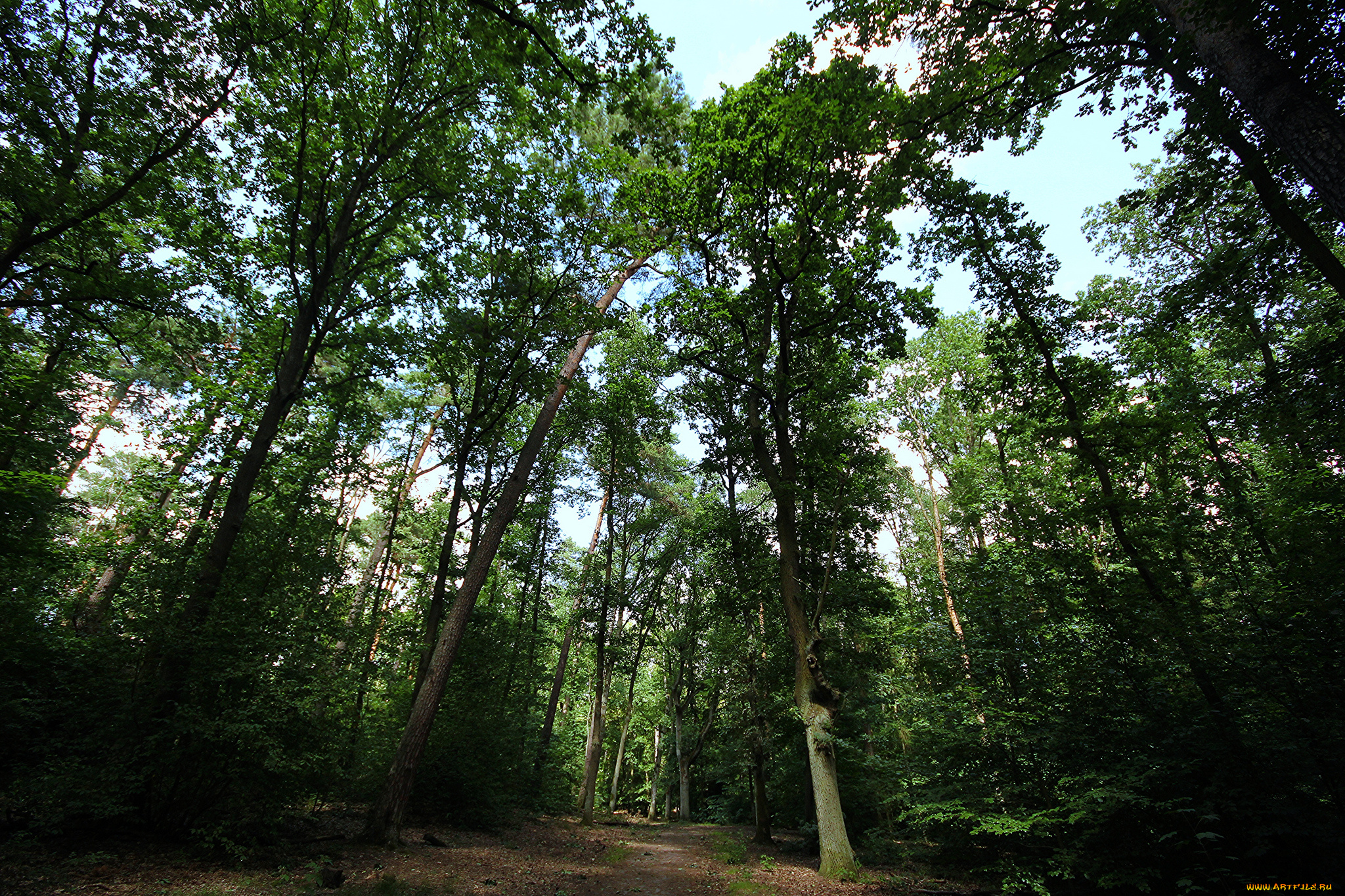 природа, лес, деревья