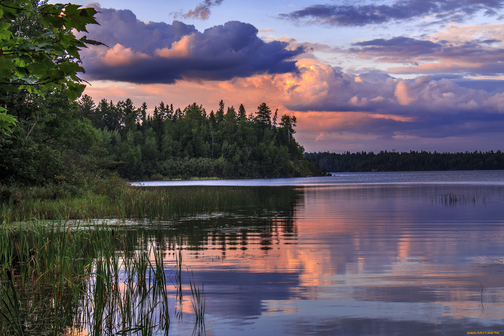 природа, реки, озера, лес, река