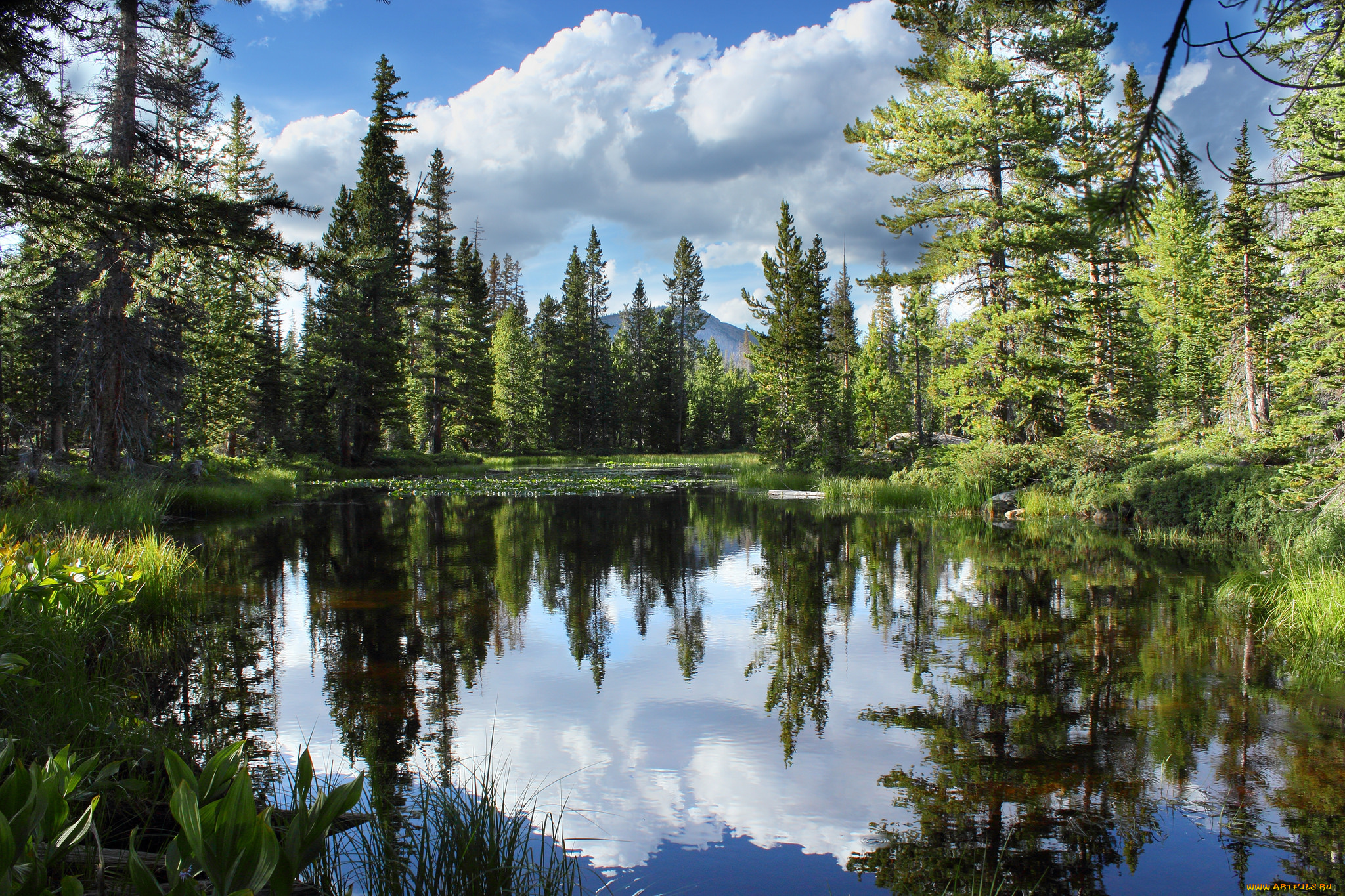 природа, реки, озера, река, лес