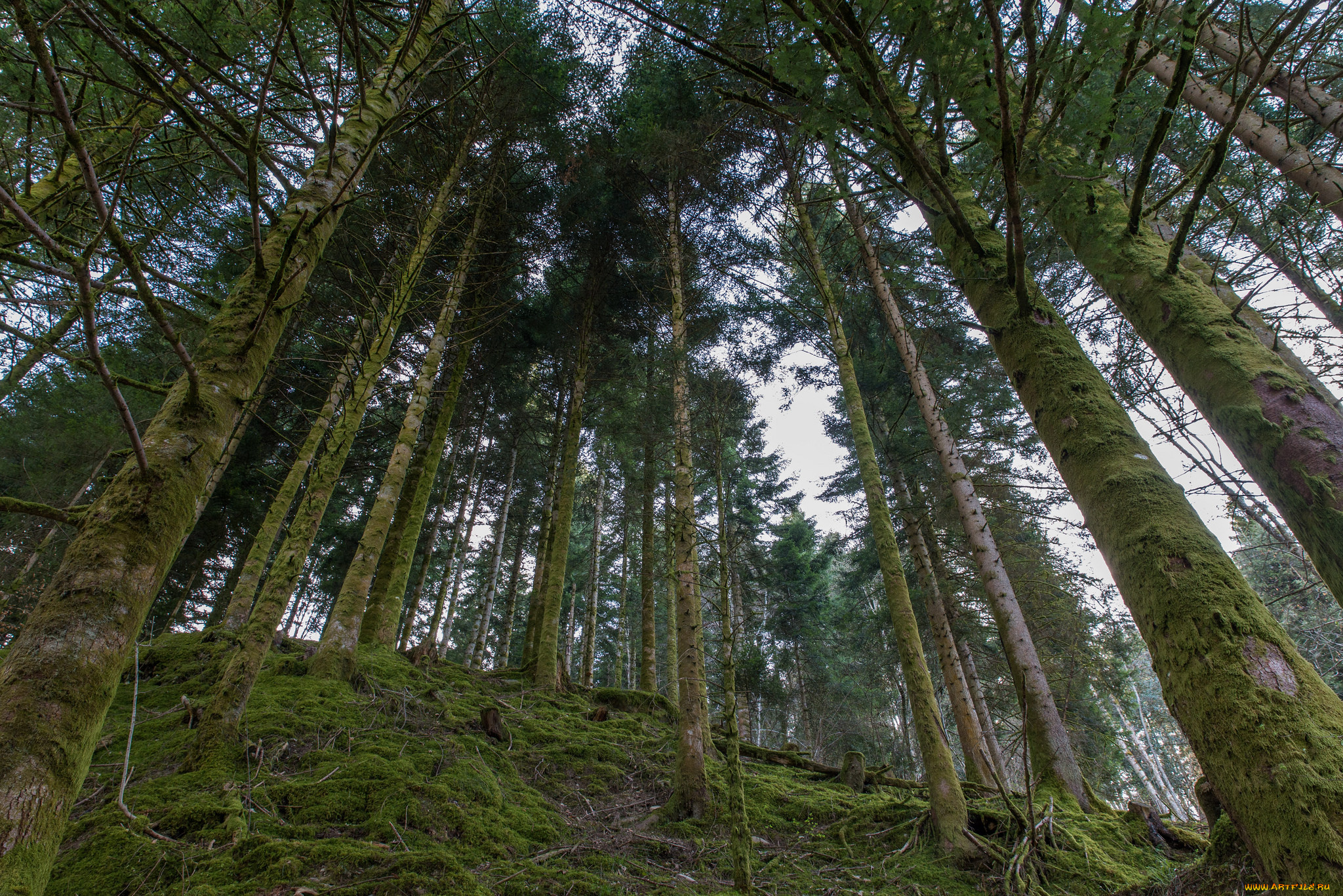 природа, лес, деревья